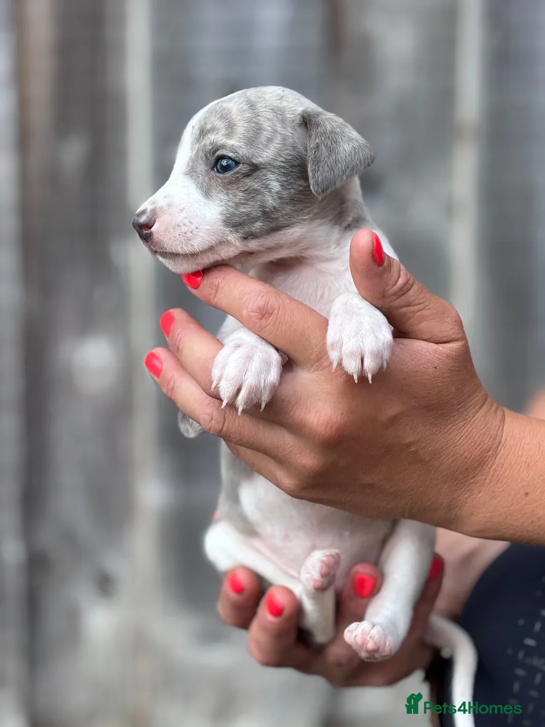 Beautiful chunky KC blue fawn brindle whippet pups image 3
