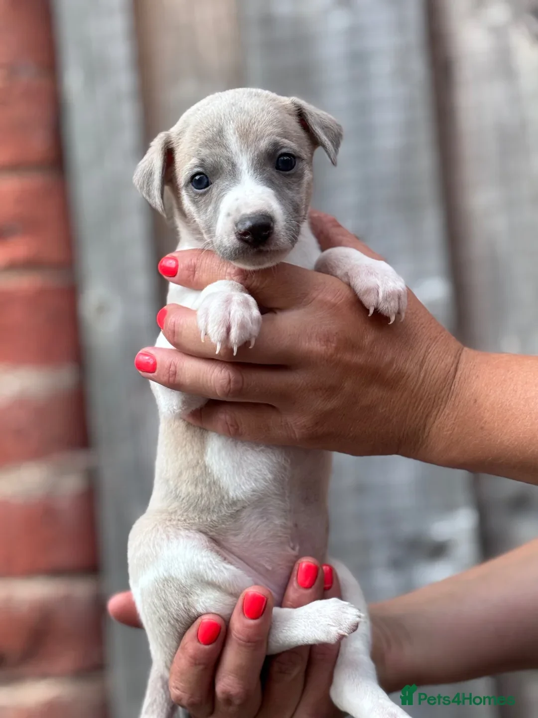 Beautiful chunky KC blue fawn brindle whippet pups image 4
