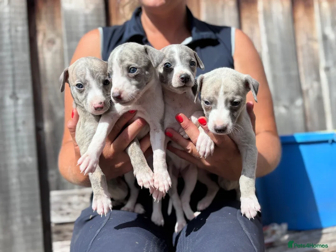 Beautiful chunky KC blue fawn brindle whippet pups image 2