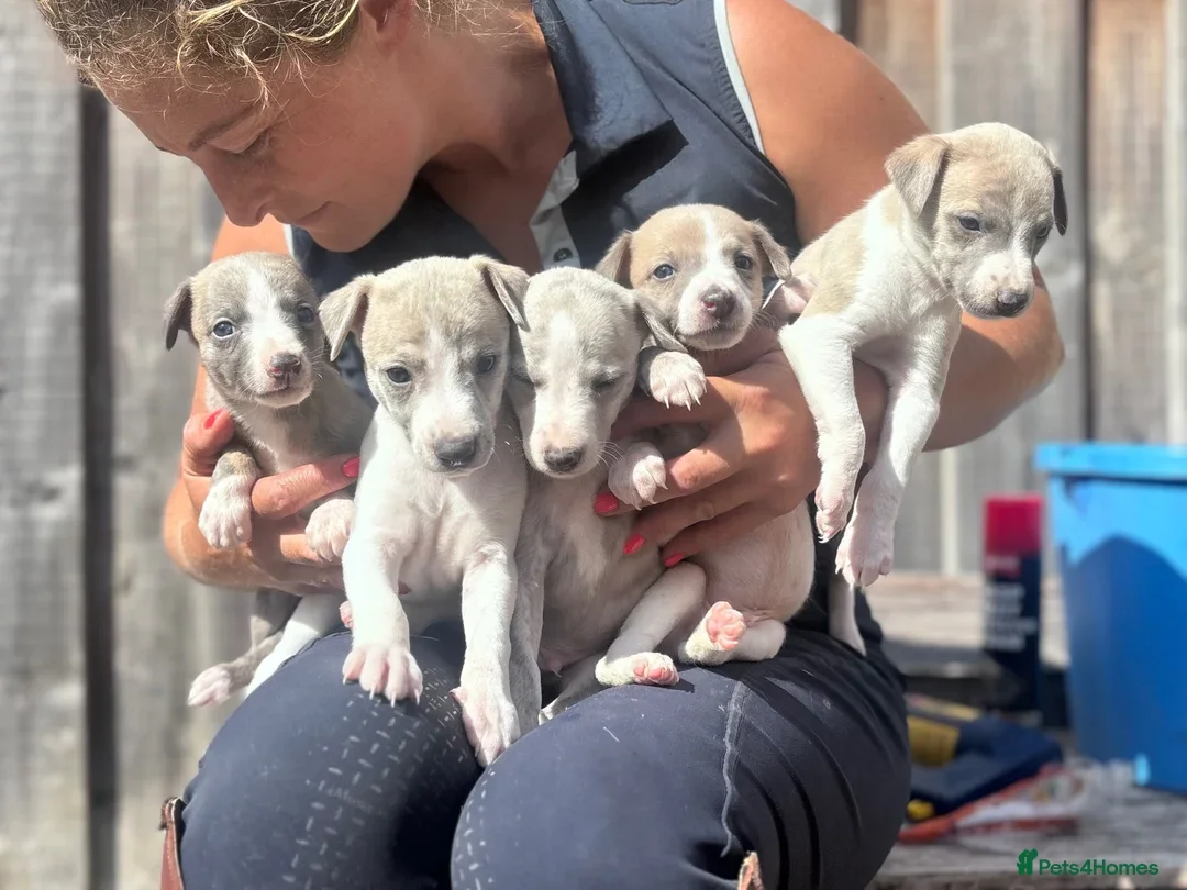 Beautiful chunky KC blue fawn brindle whippet pups image 5