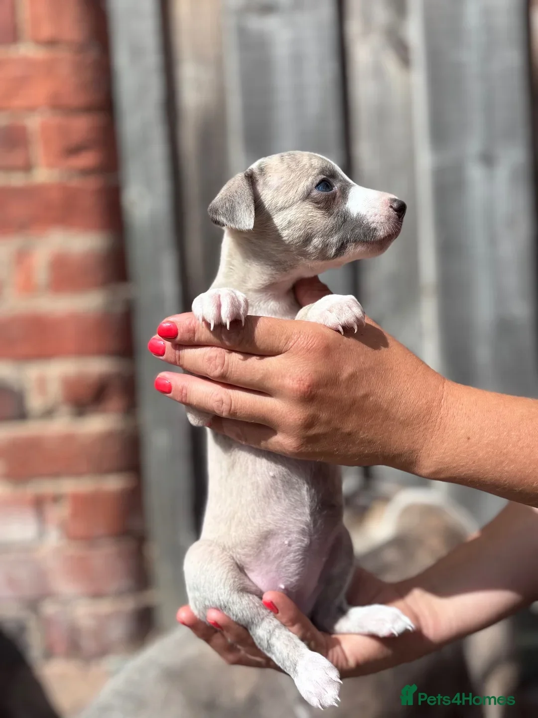 Beautiful chunky KC blue fawn brindle whippet pups image 6