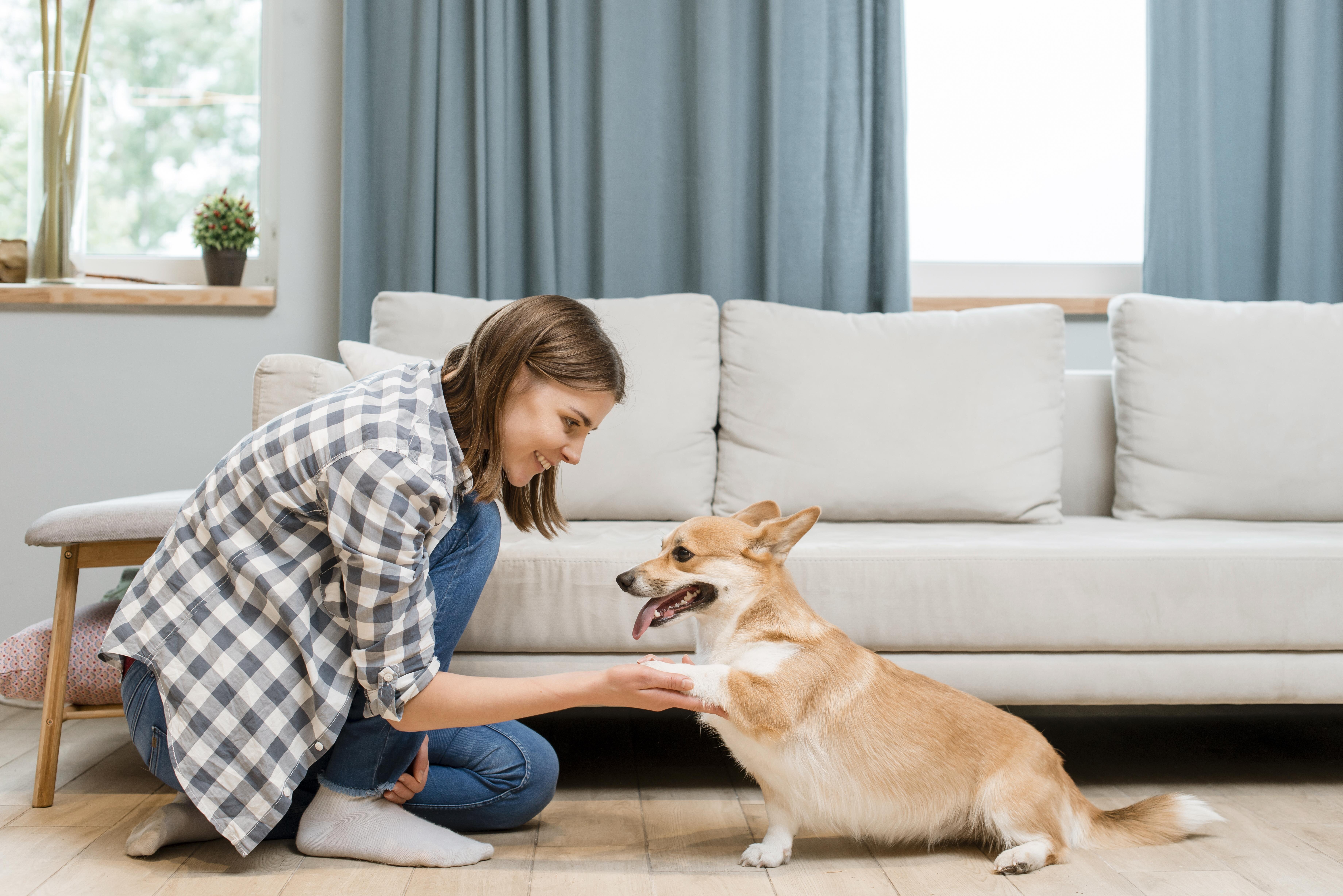 Pet Sitting Services Denver for Trusted, Personali image 1