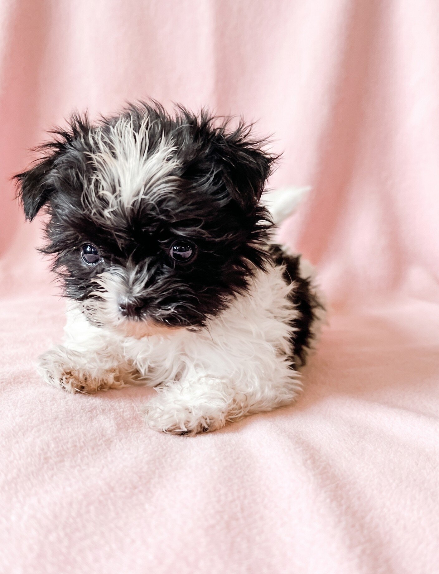 Ruby - Petite ShiChi Female Puppy image 1