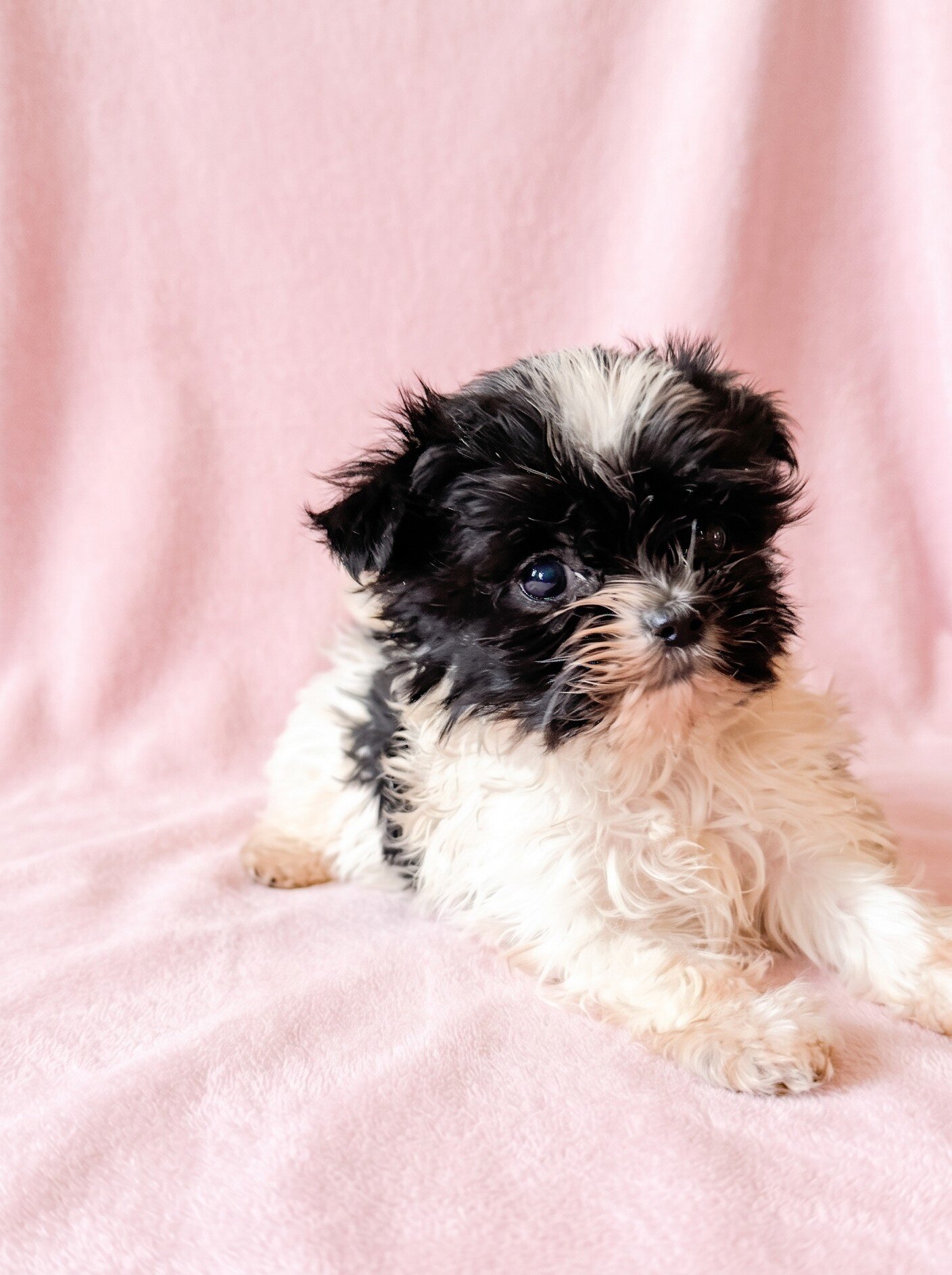 Ruby - Petite ShiChi Female Puppy image 2