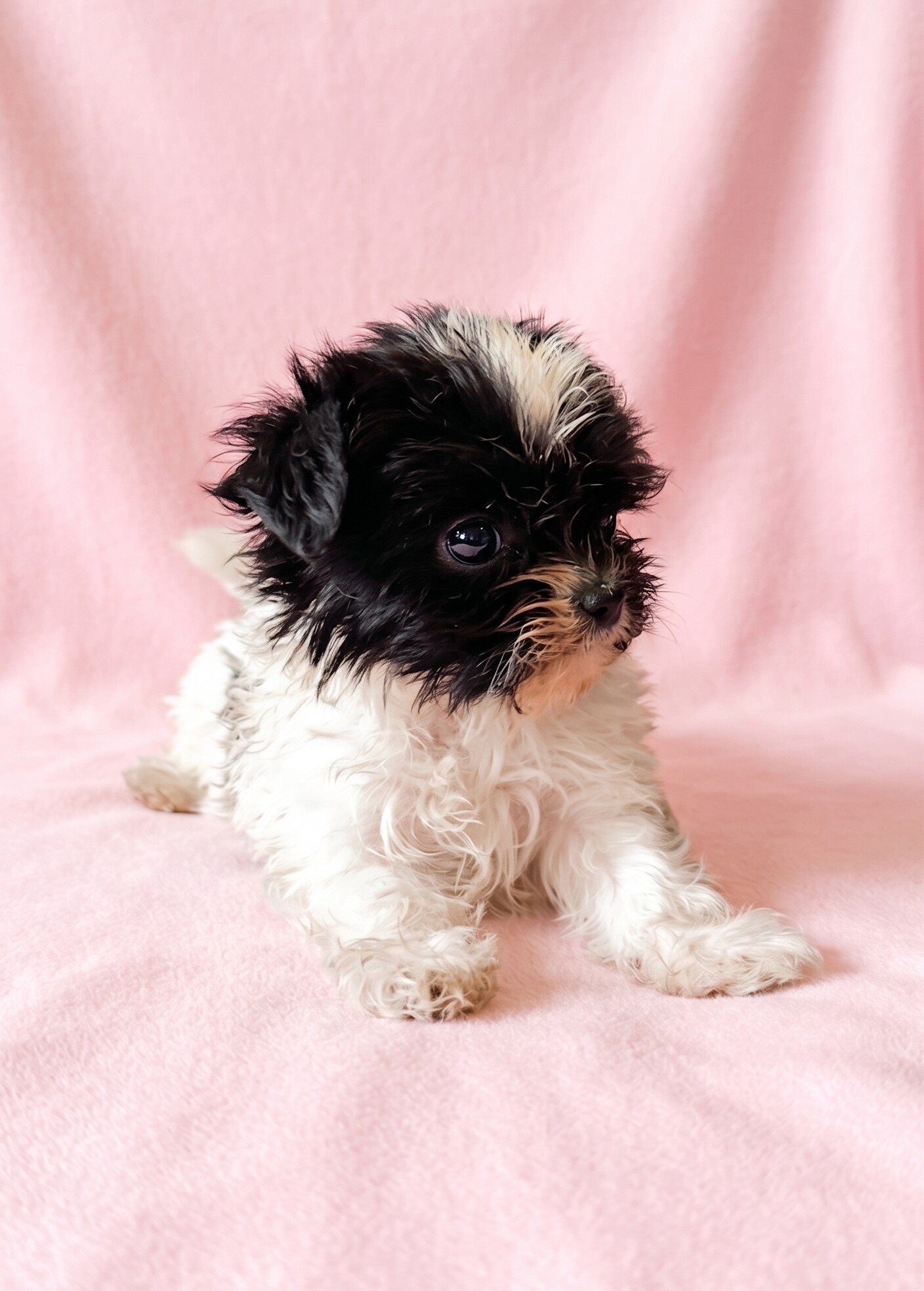 Ruby - Petite ShiChi Female Puppy image 3