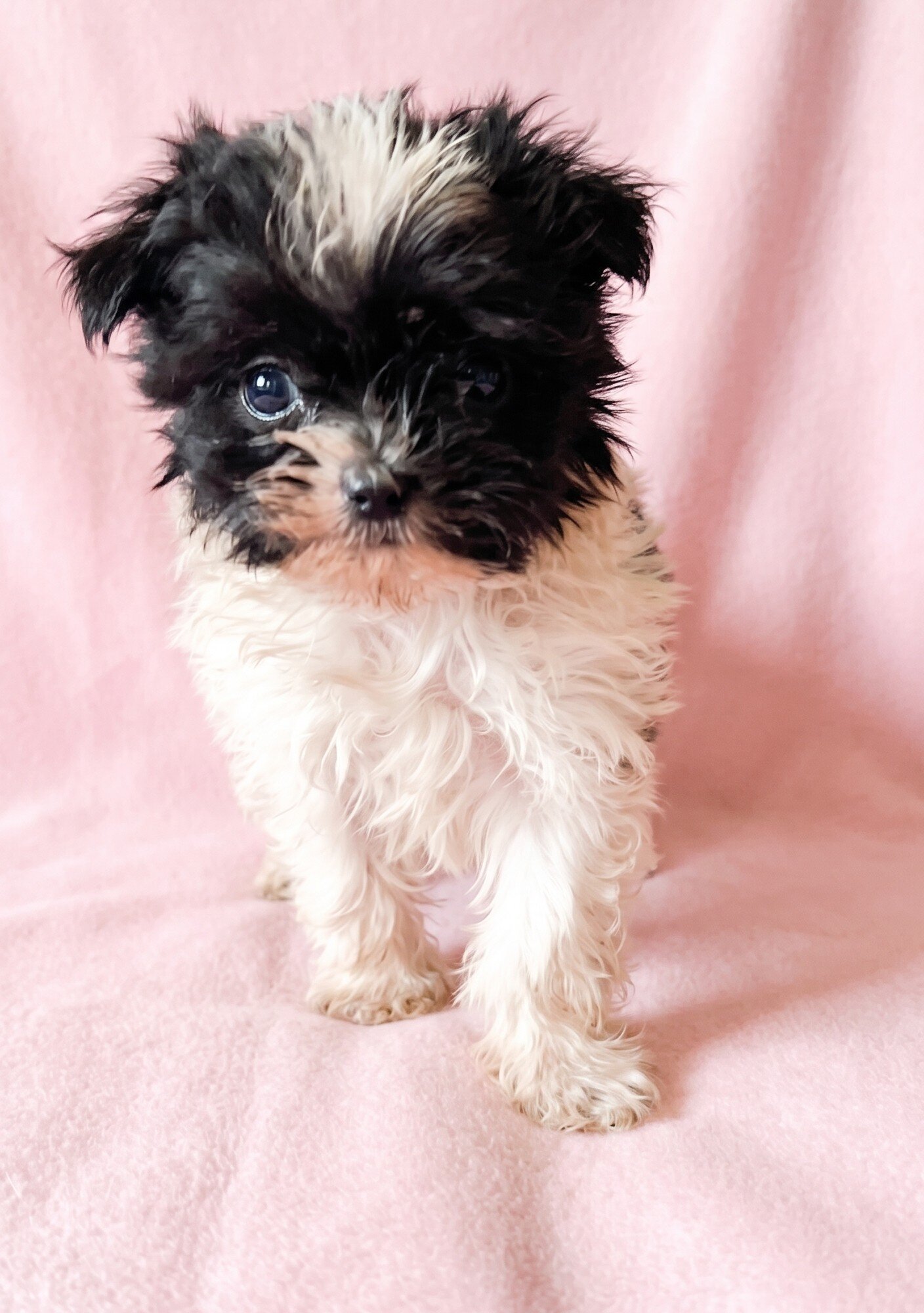 Ruby - Petite ShiChi Female Puppy image 4
