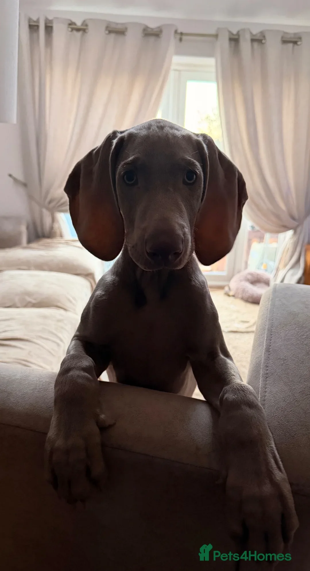 Weimaraner Boy Looking for His Forever Home image 2