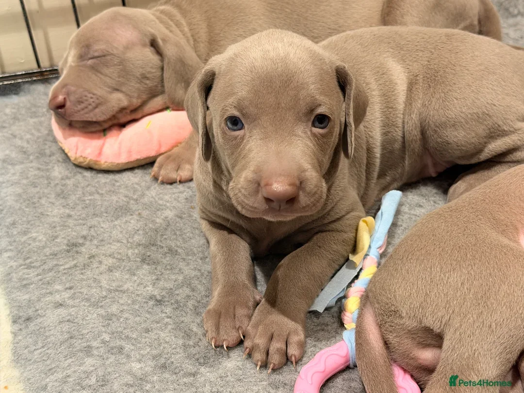 Weimaraner Boy Looking for His Forever Home image 9