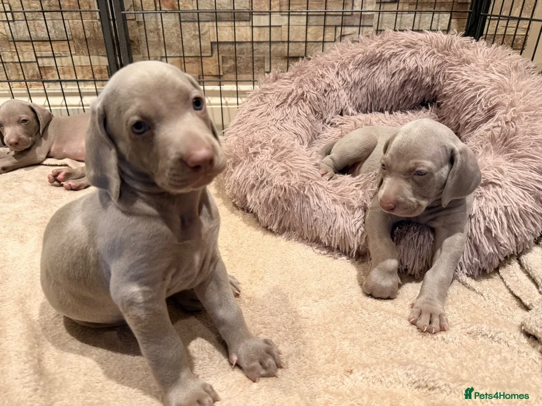 Weimaraner Boy Looking for His Forever Home image 7
