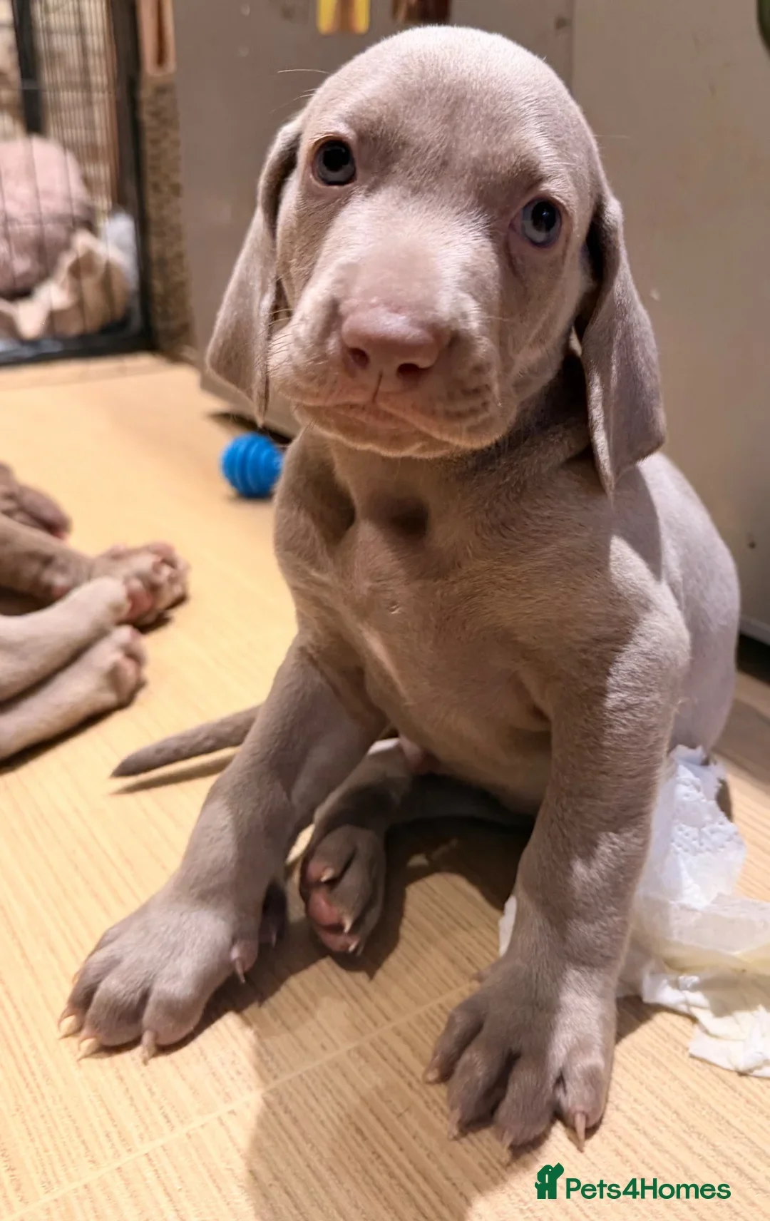 Weimaraner Boy Looking for His Forever Home image 4