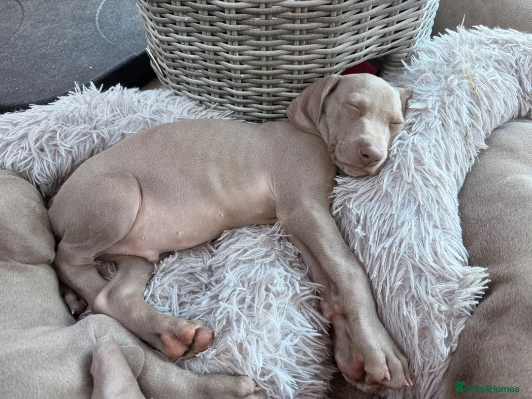 Weimaraner Boy Looking for His Forever Home image 10