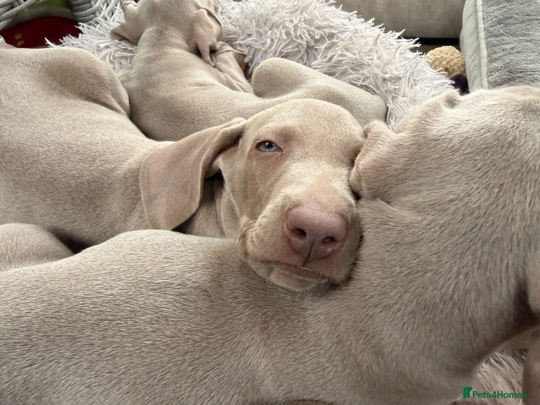 Weimaraner Boy Looking for His Forever Home image 6
