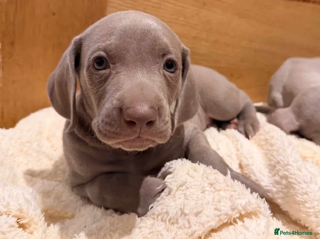 Weimaraner Boy Looking for His Forever Home image 1