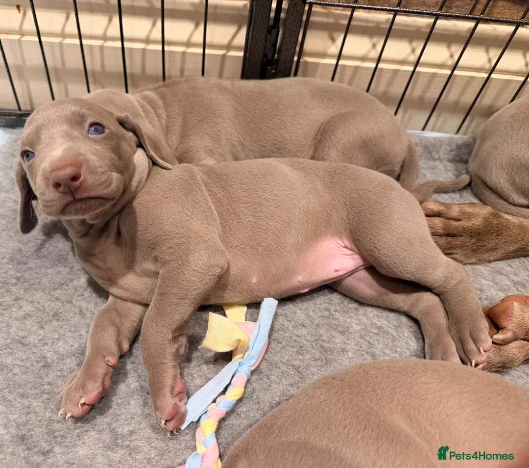 Weimaraner Boy Looking for His Forever Home image 8