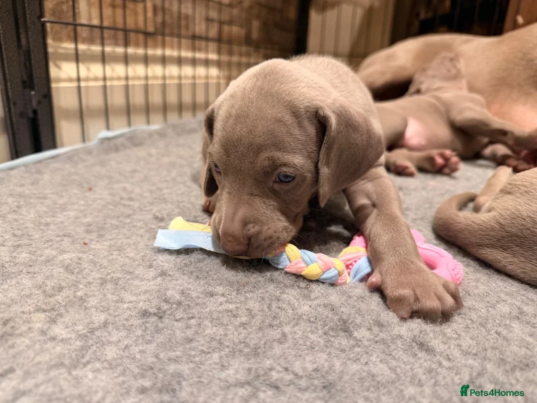 Weimaraner Boy Looking for His Forever Home image 3