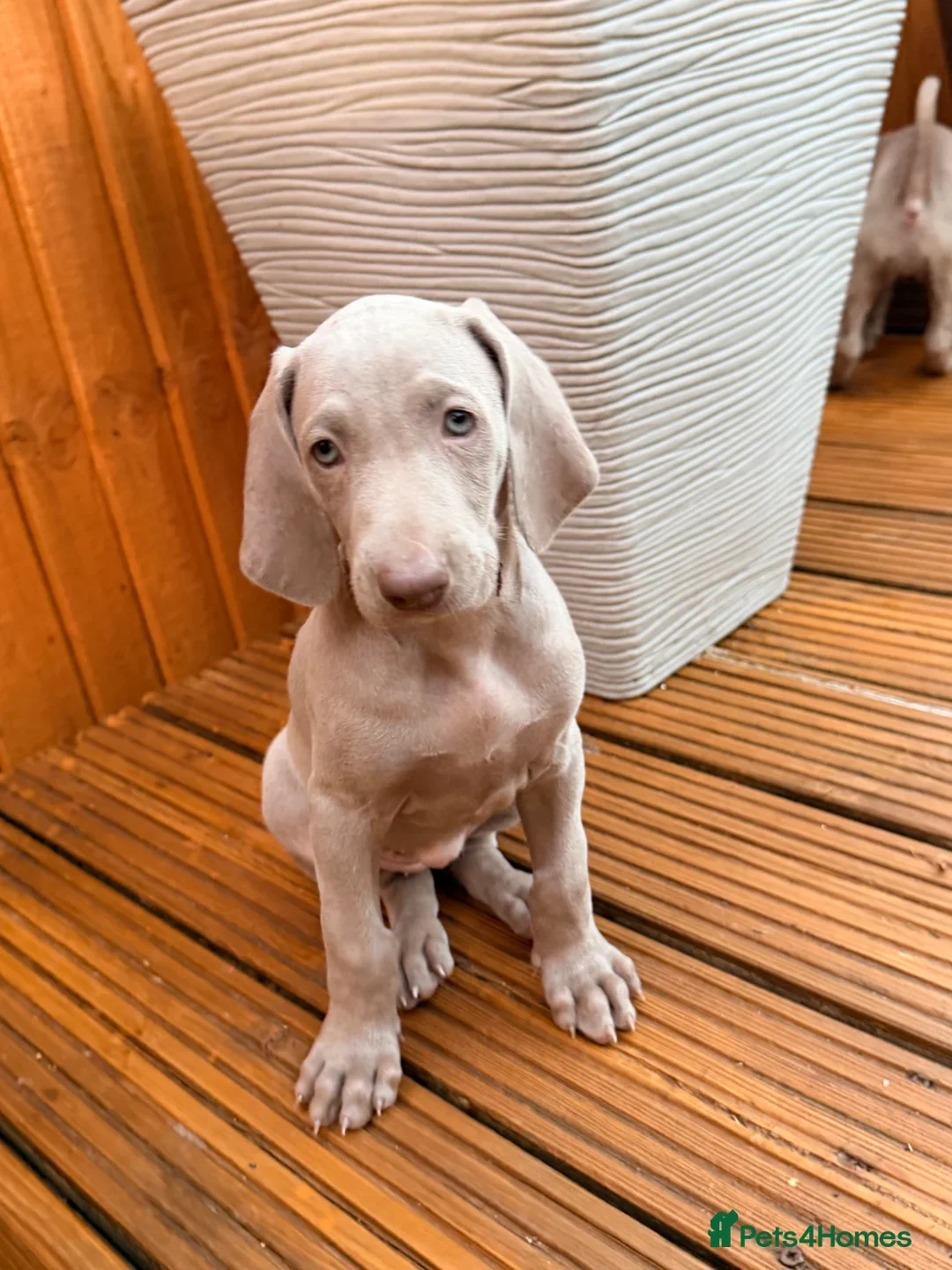 Weimaraner Boy Looking for His Forever Home image 5