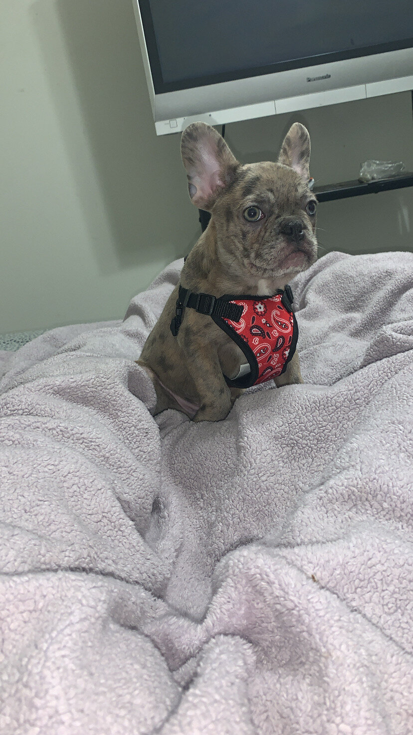 Merle Frenchie Pup image 2