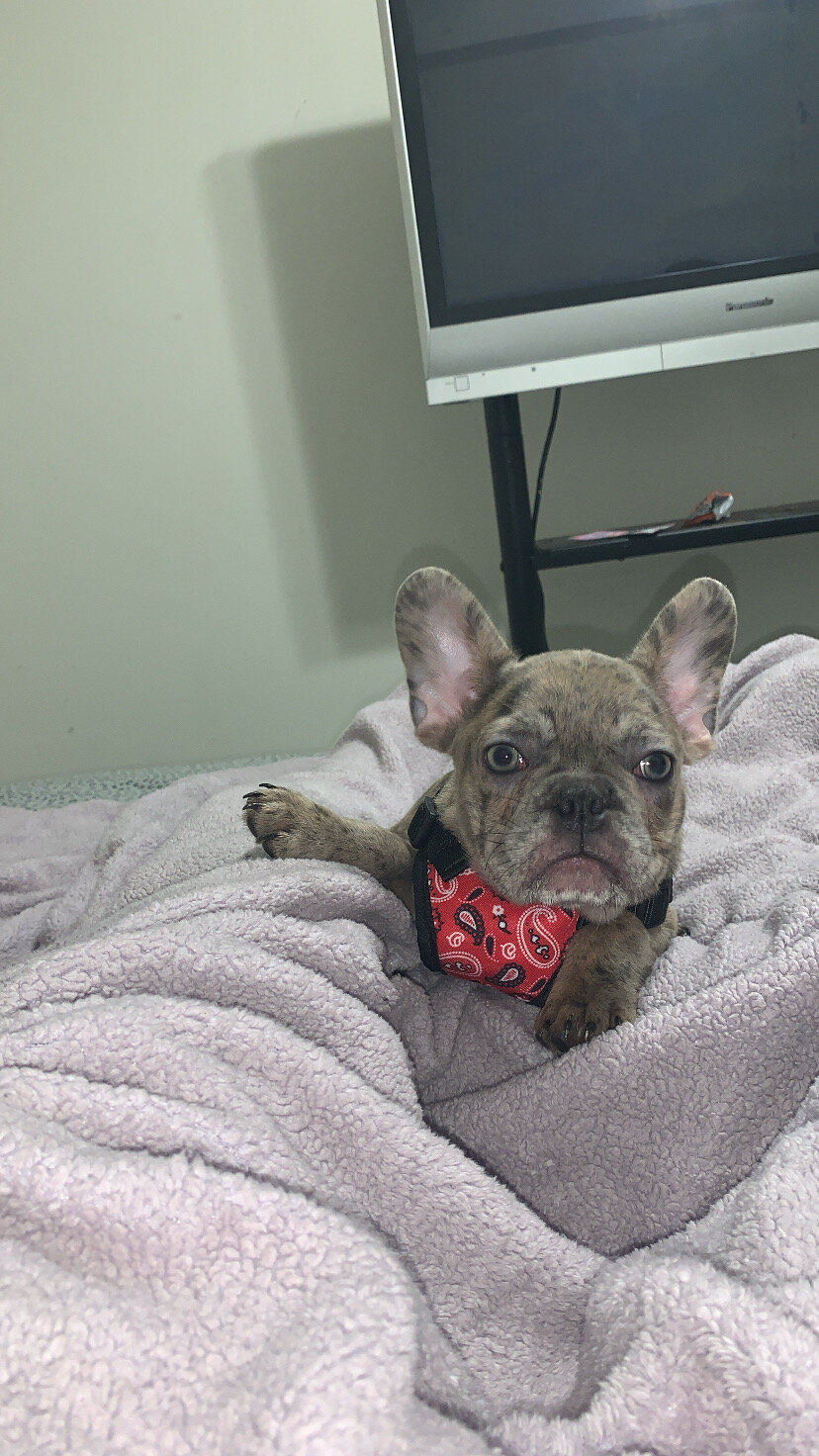 Merle Frenchie Pup image 1