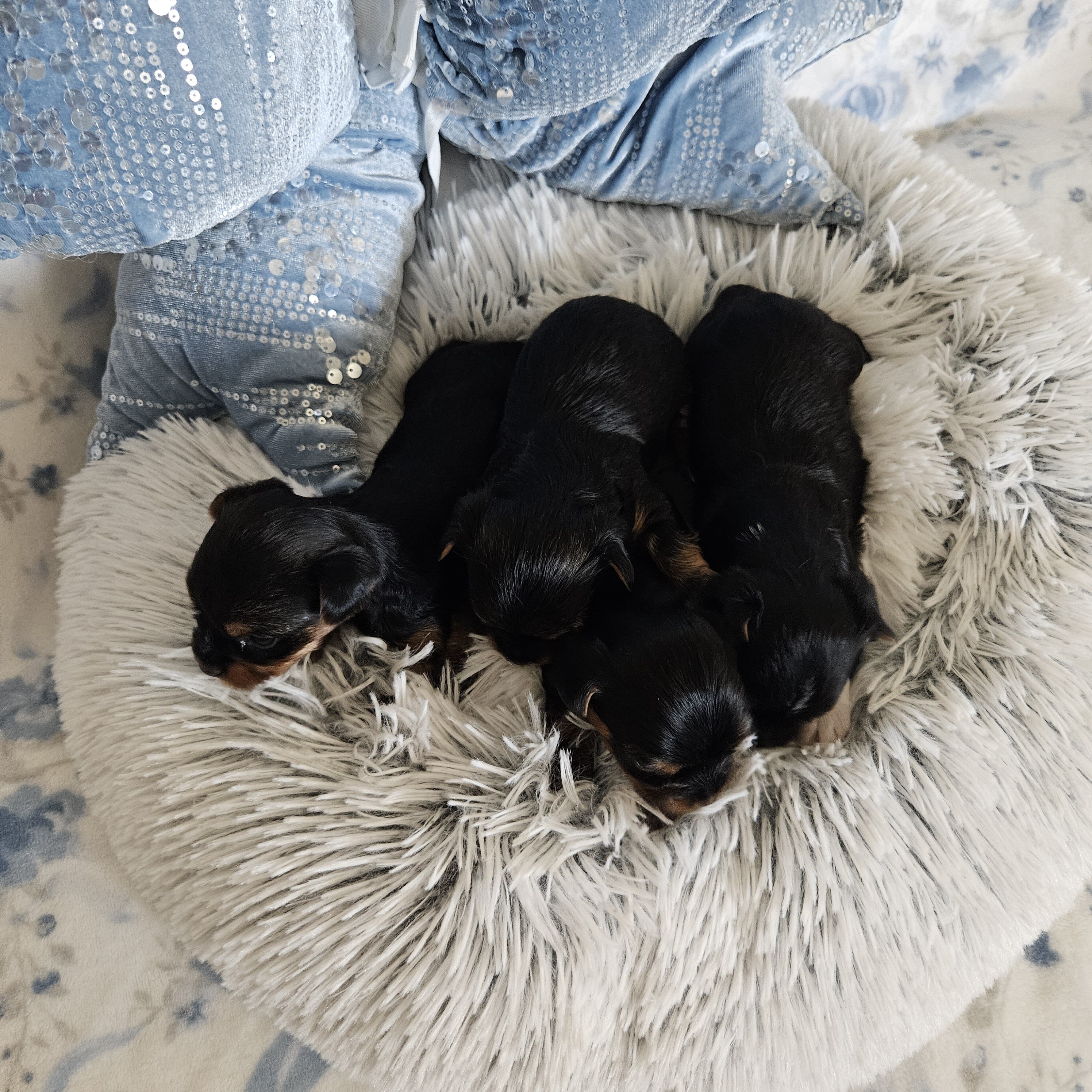 TCup Yorkshire Terrier Female image 4