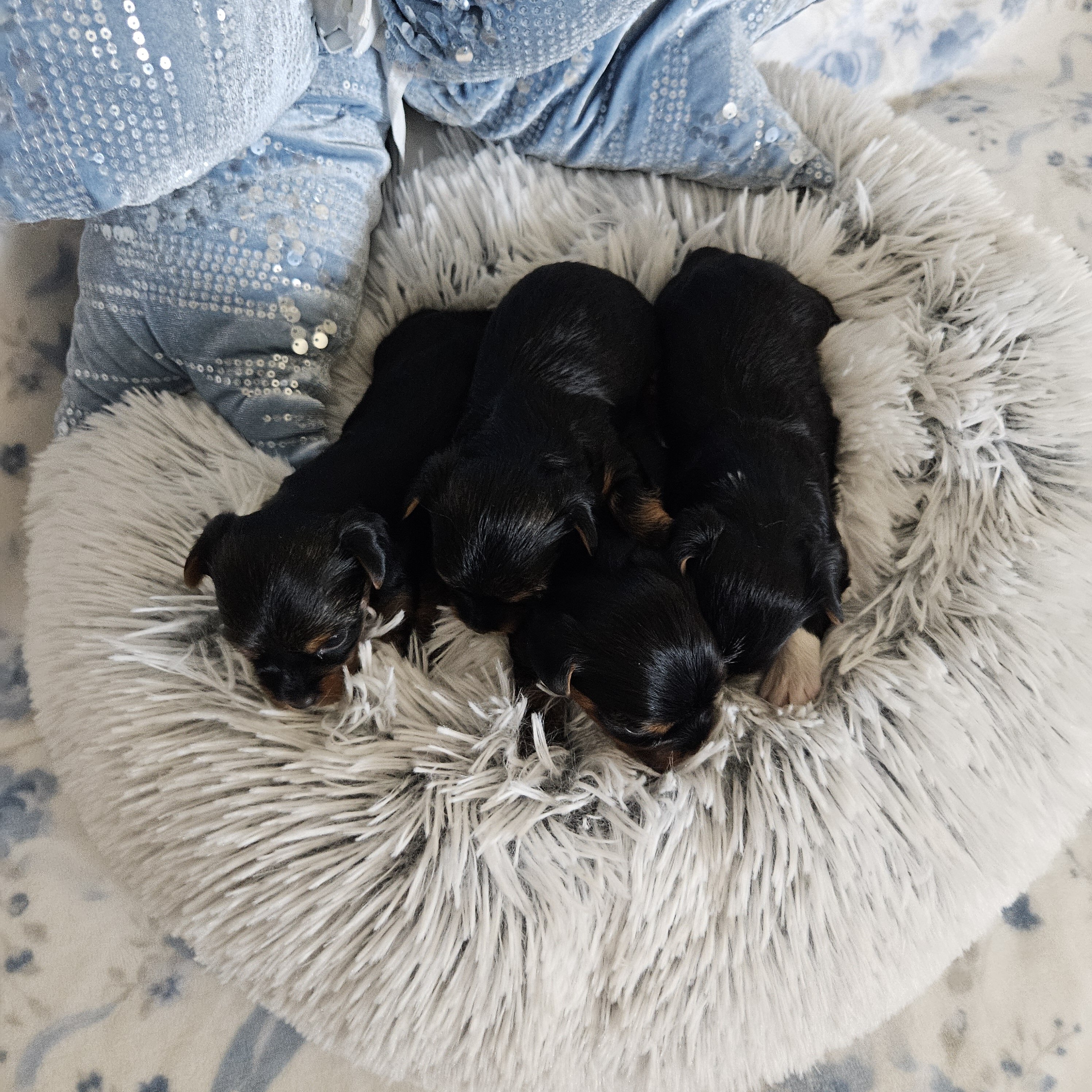 TCup Yorkshire Terrier Female image 5