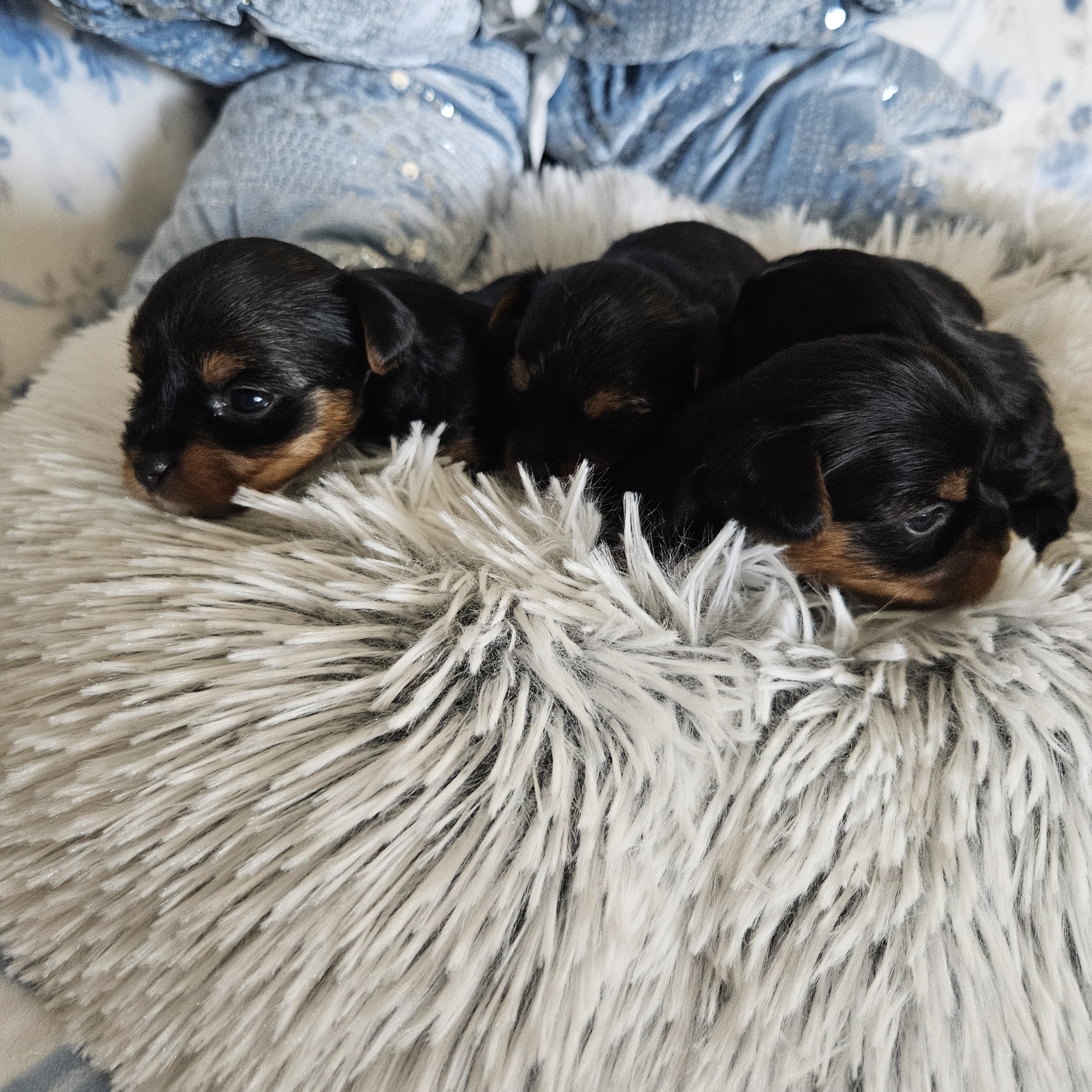 TCup Yorkshire Terrier Female image 2
