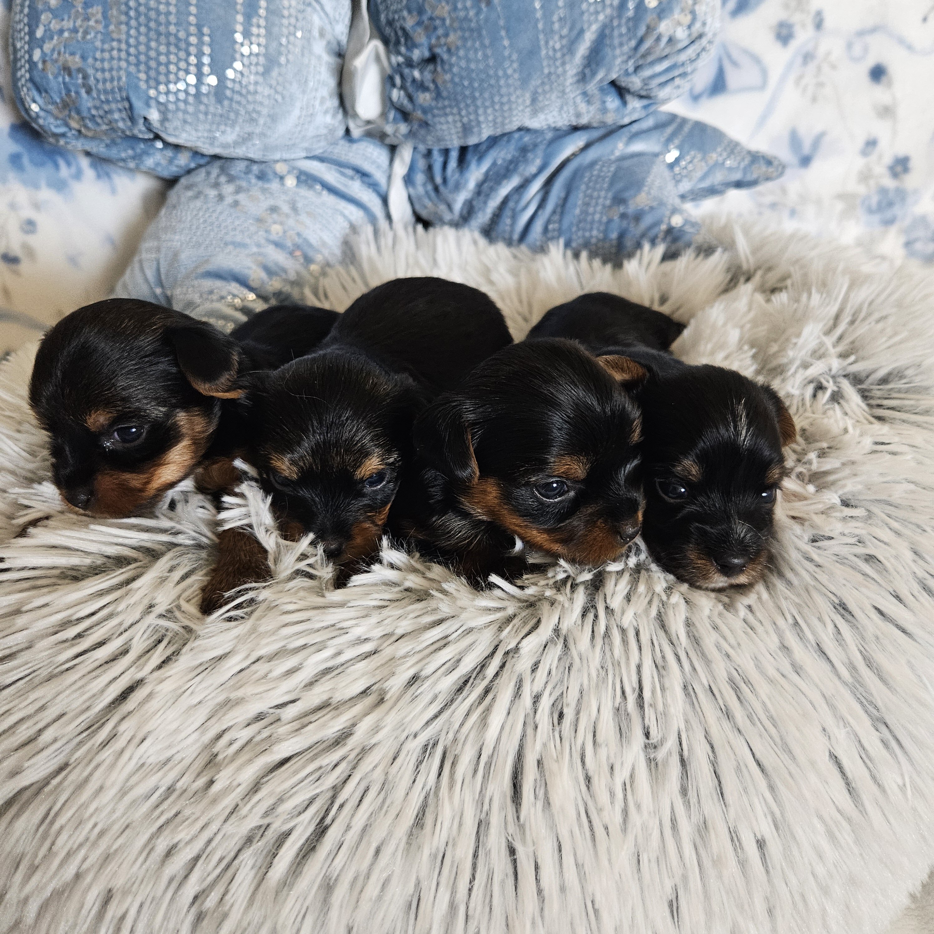 TCup Yorkshire Terrier Female image 1
