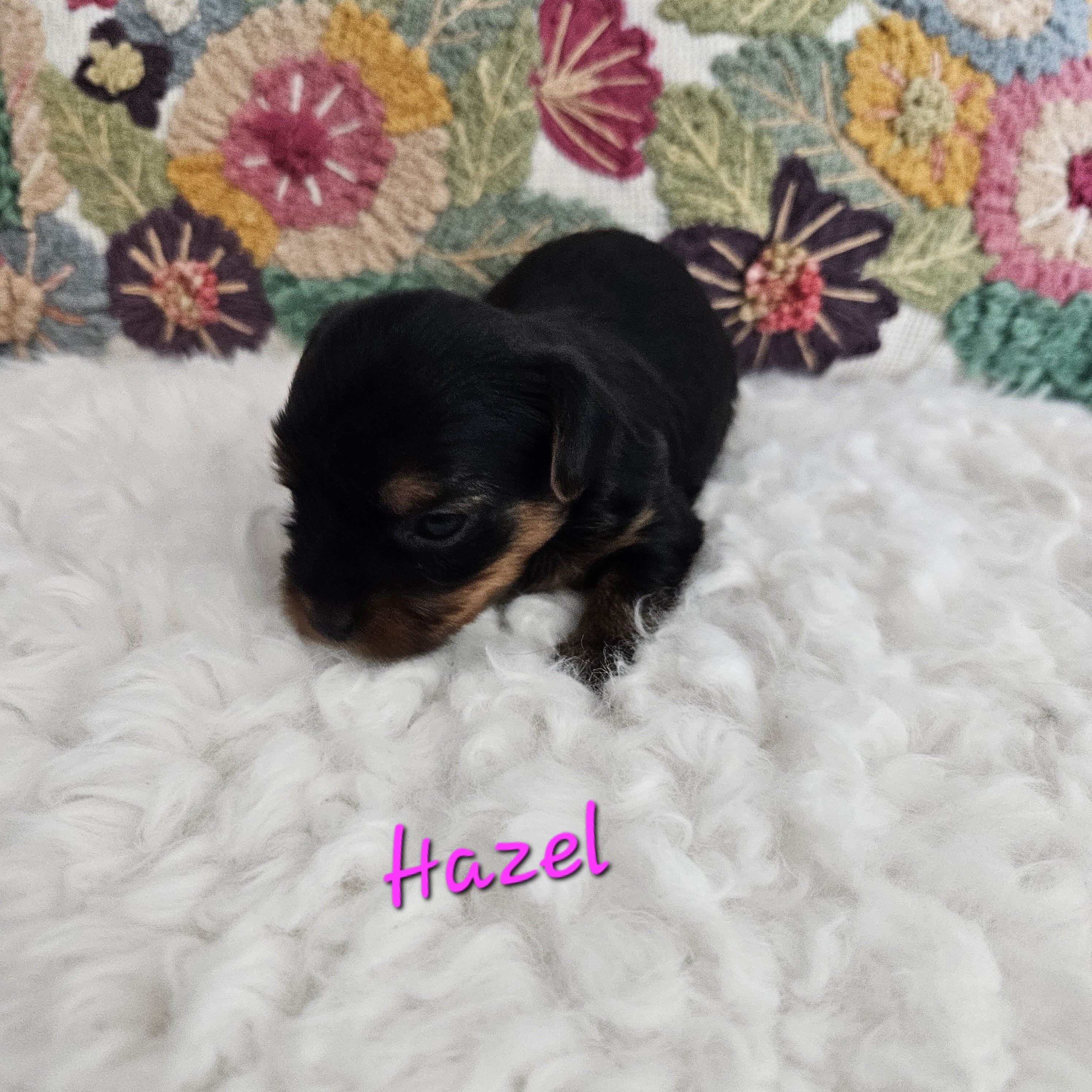 TCup Yorkshire Terrier Female image 9
