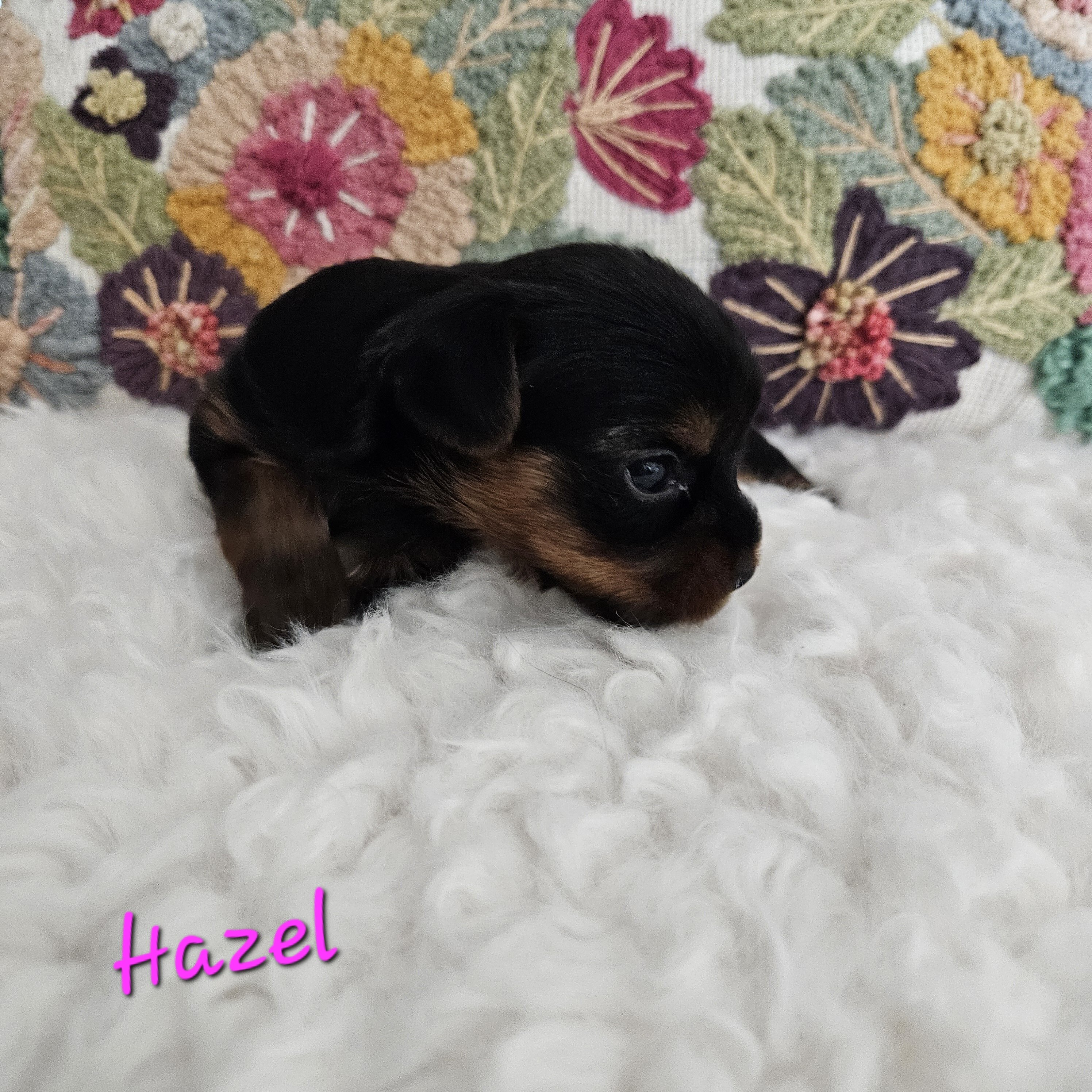 TCup Yorkshire Terrier Female image 6