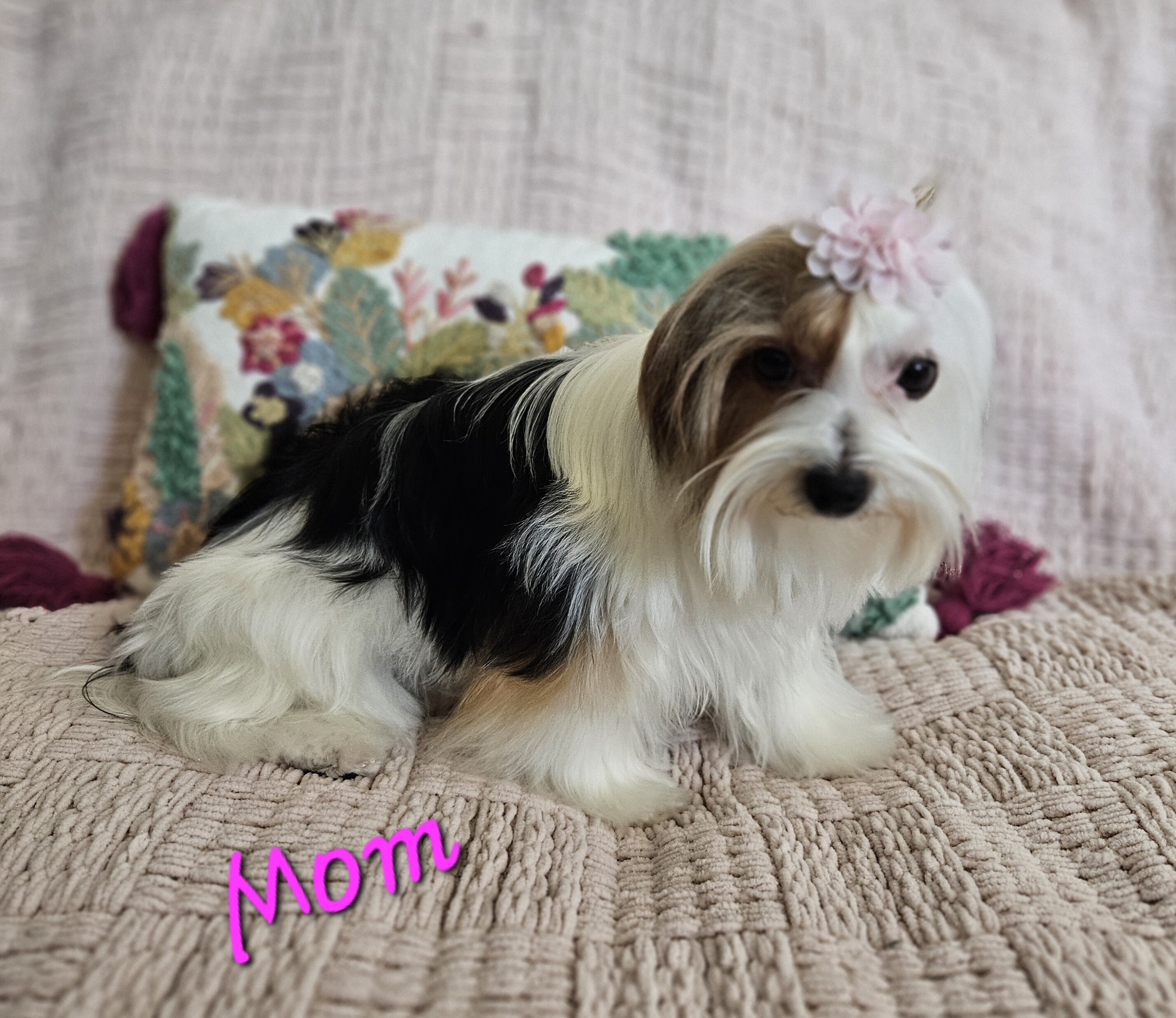 Tcup Yorkshire Terrier Hazel image 5