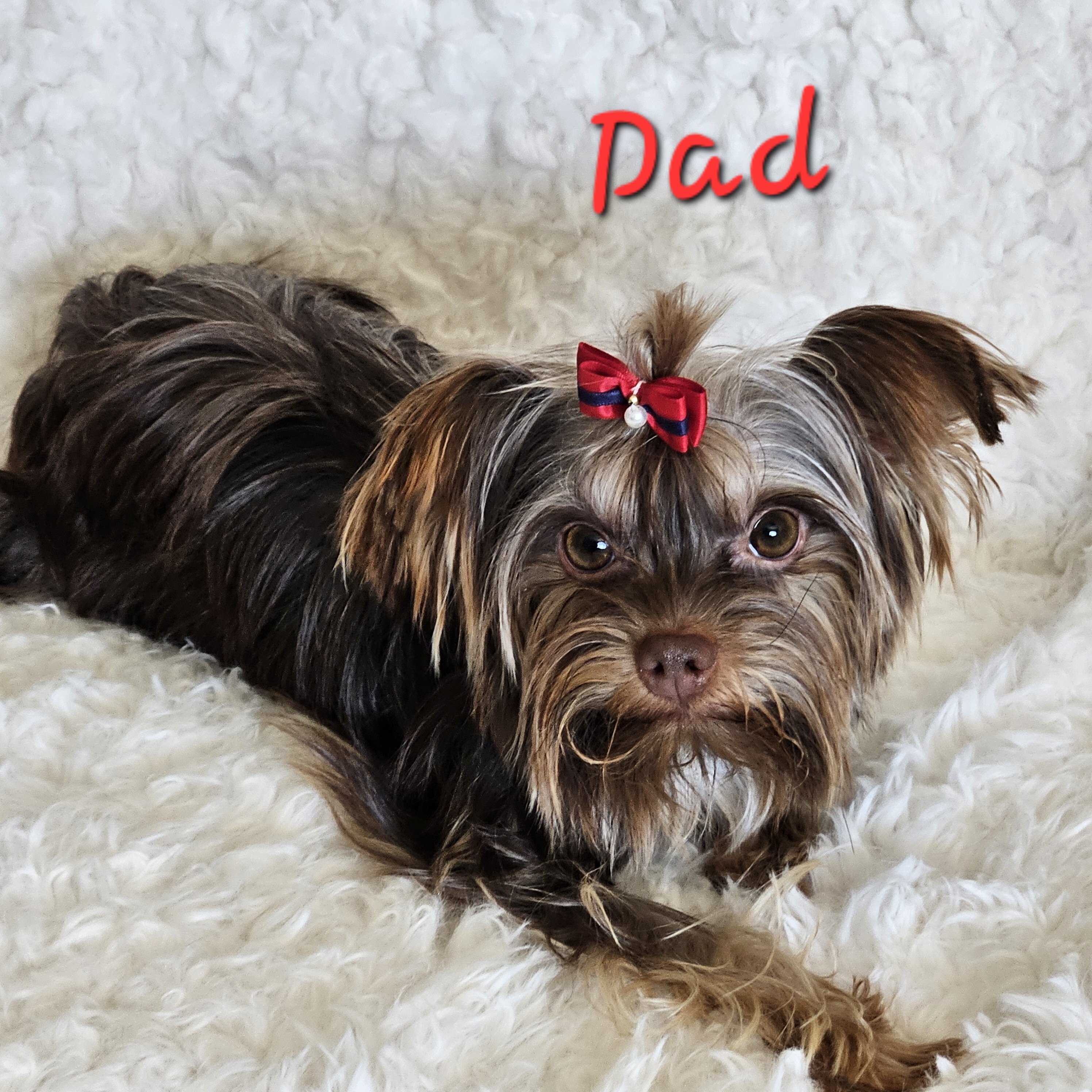 Tcup Yorkshire Terrier Hazel image 4
