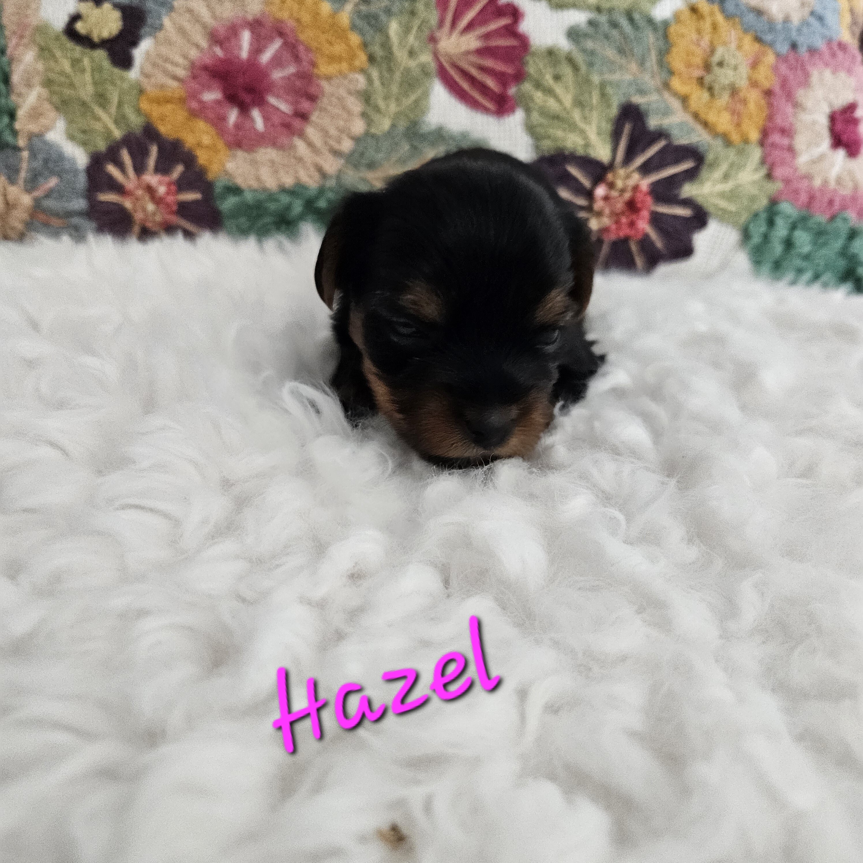 Tcup Yorkshire Terrier Hazel image 2