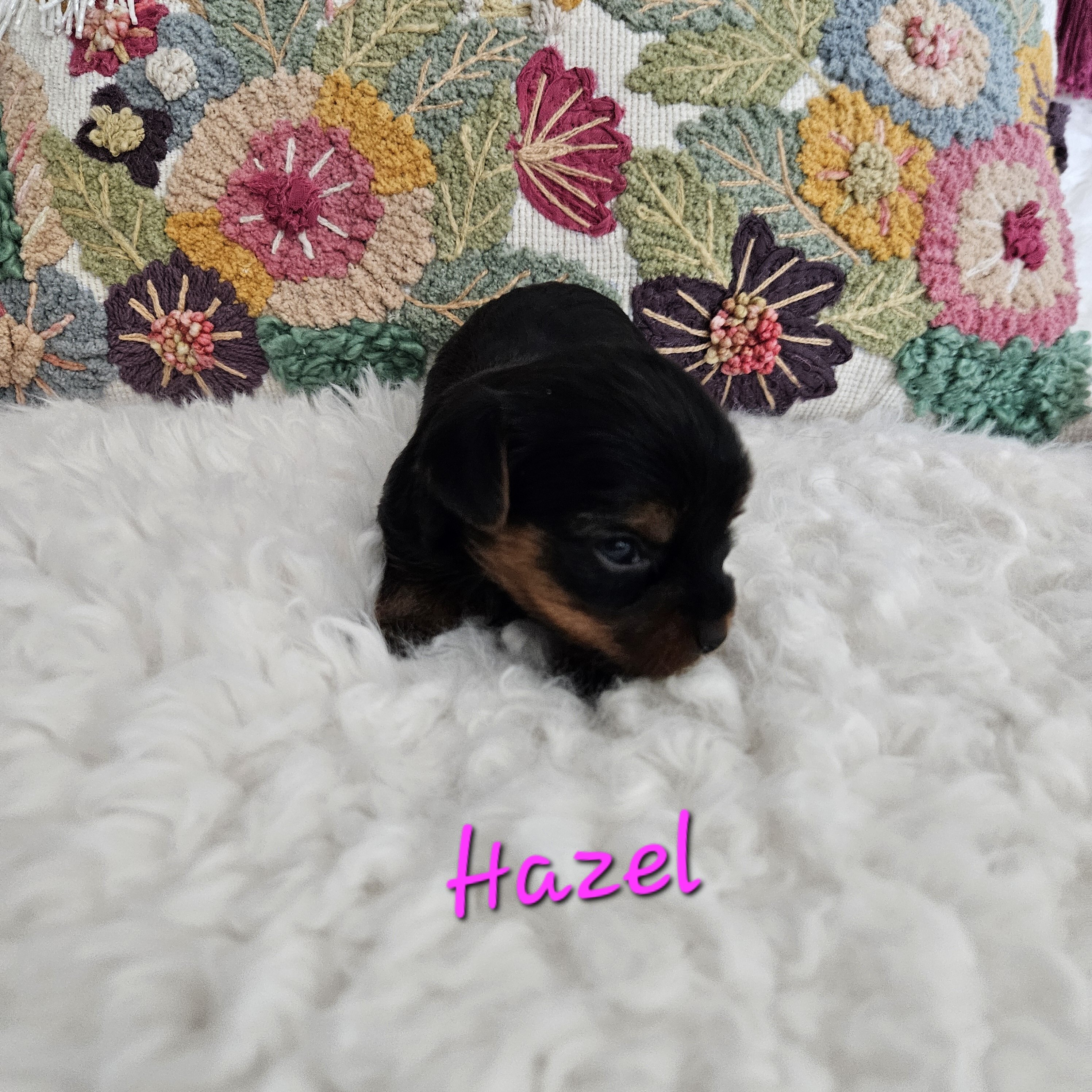 Tcup Yorkshire Terrier Hazel image 3