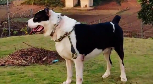 South African Boerboel x Central Asian Shepherd image 2