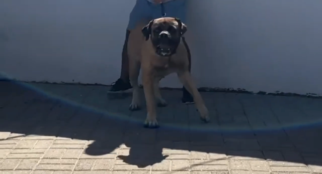 South African Boerboel x Central Asian Shepherd image 3