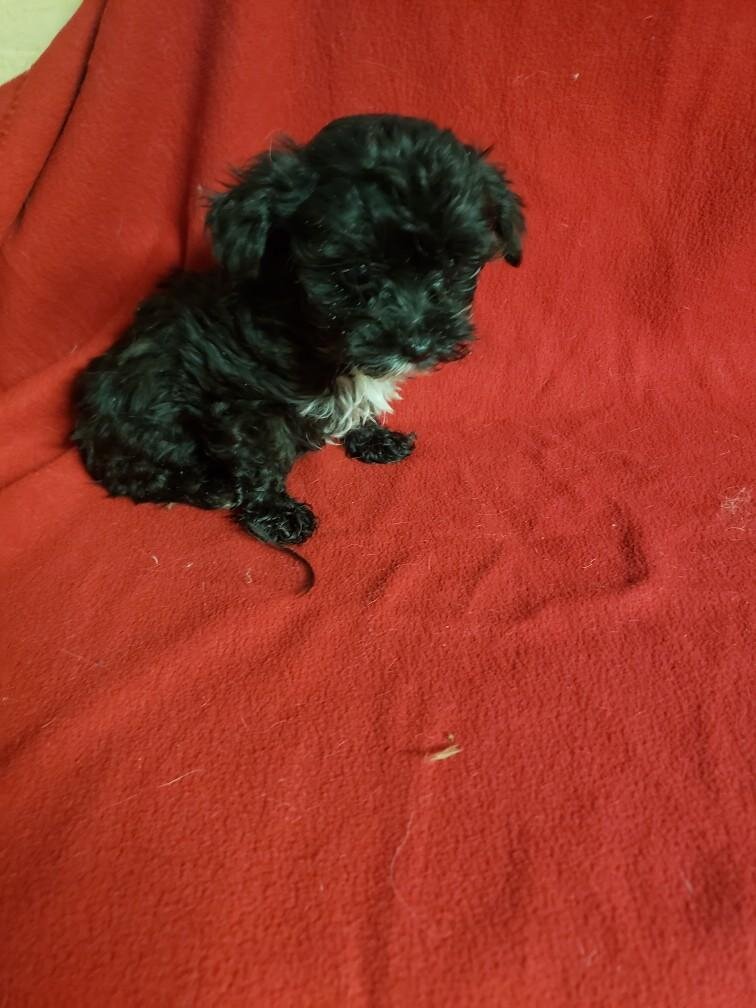 Maltipoo puppies image 1
