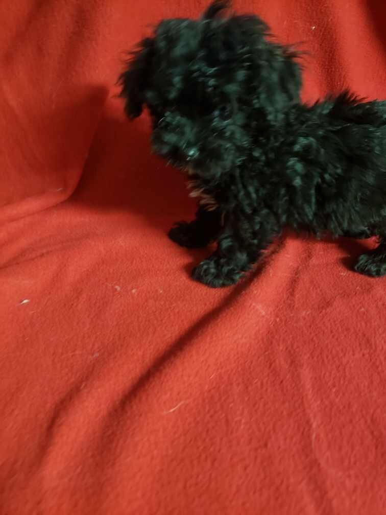 Maltipoo puppies image 2
