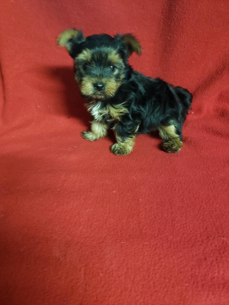 Yorkshire Terrier Puppies image 2