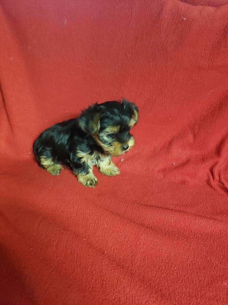Yorkshire Terrier Puppies image 1