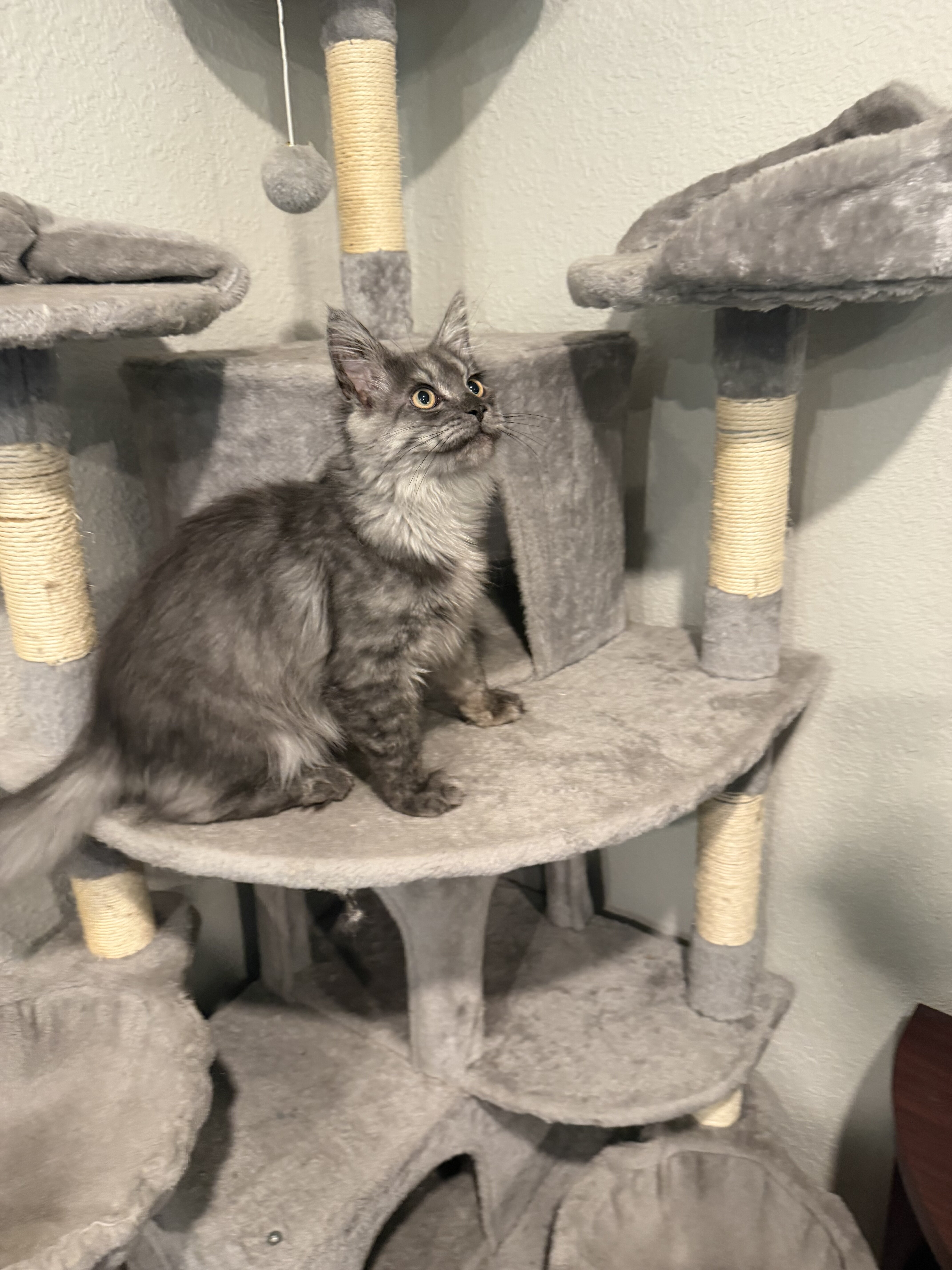 Mainecoon Kitten image 5