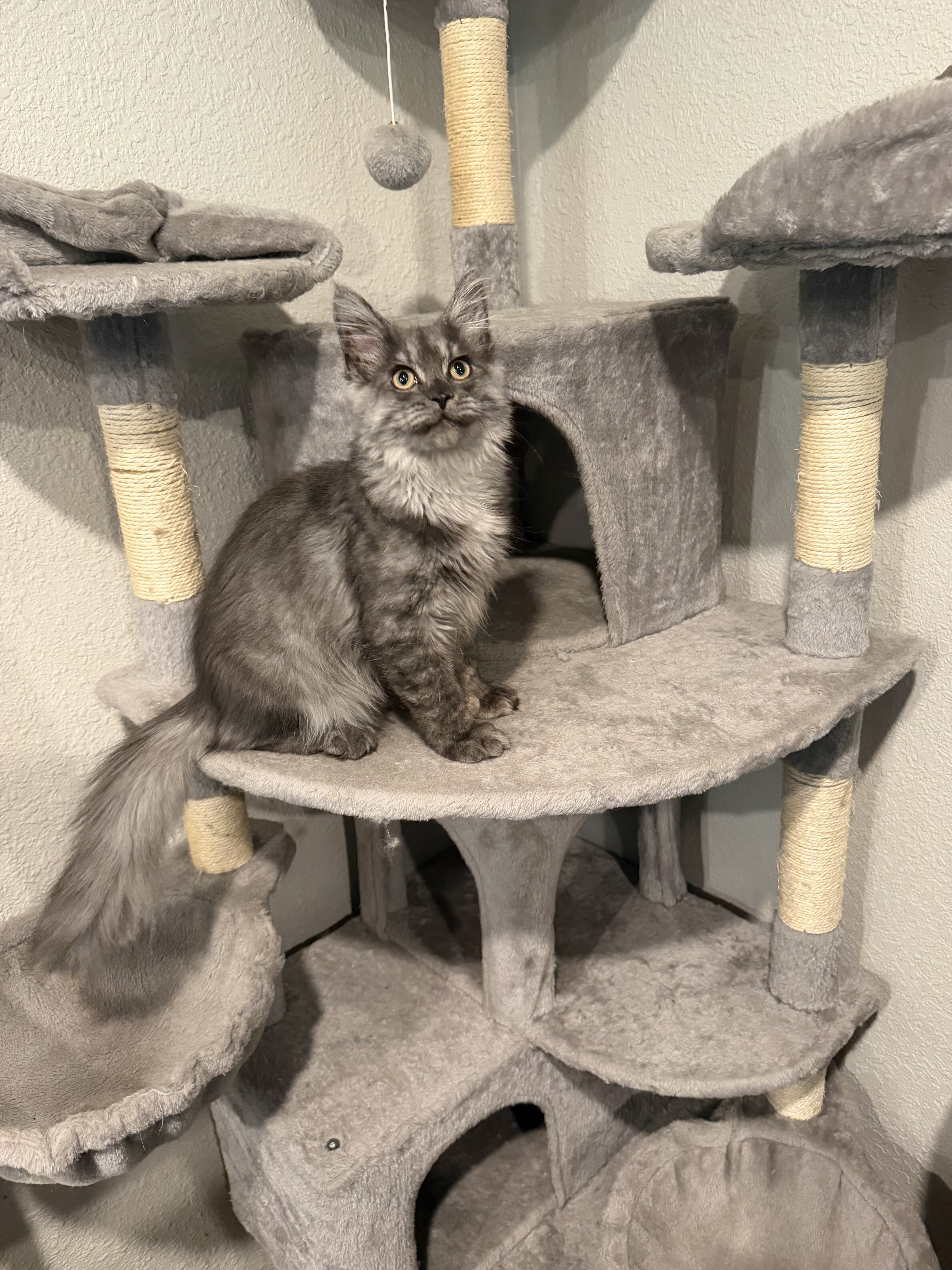 Mainecoon Kitten image 3