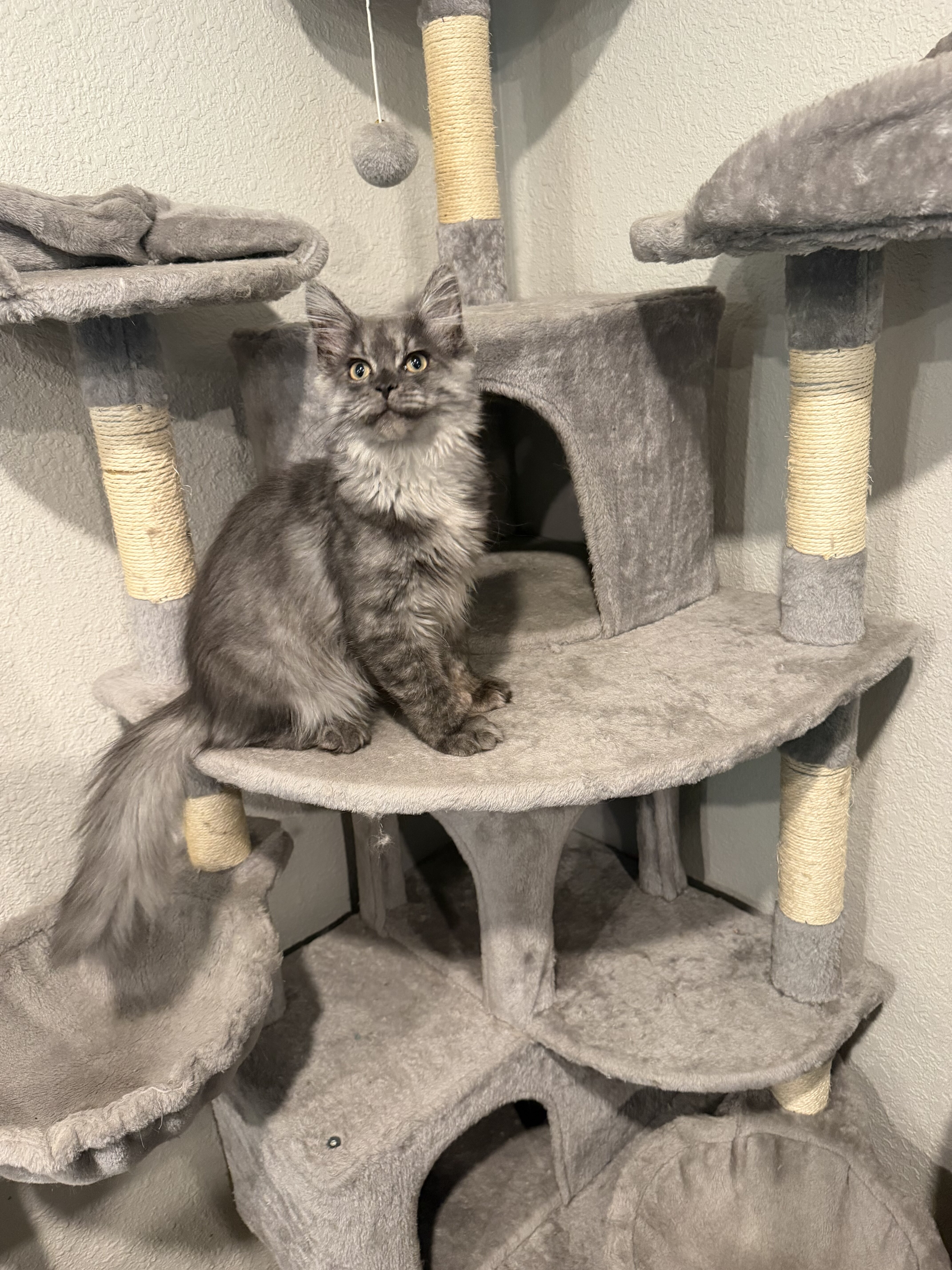 Mainecoon Kitten image 4