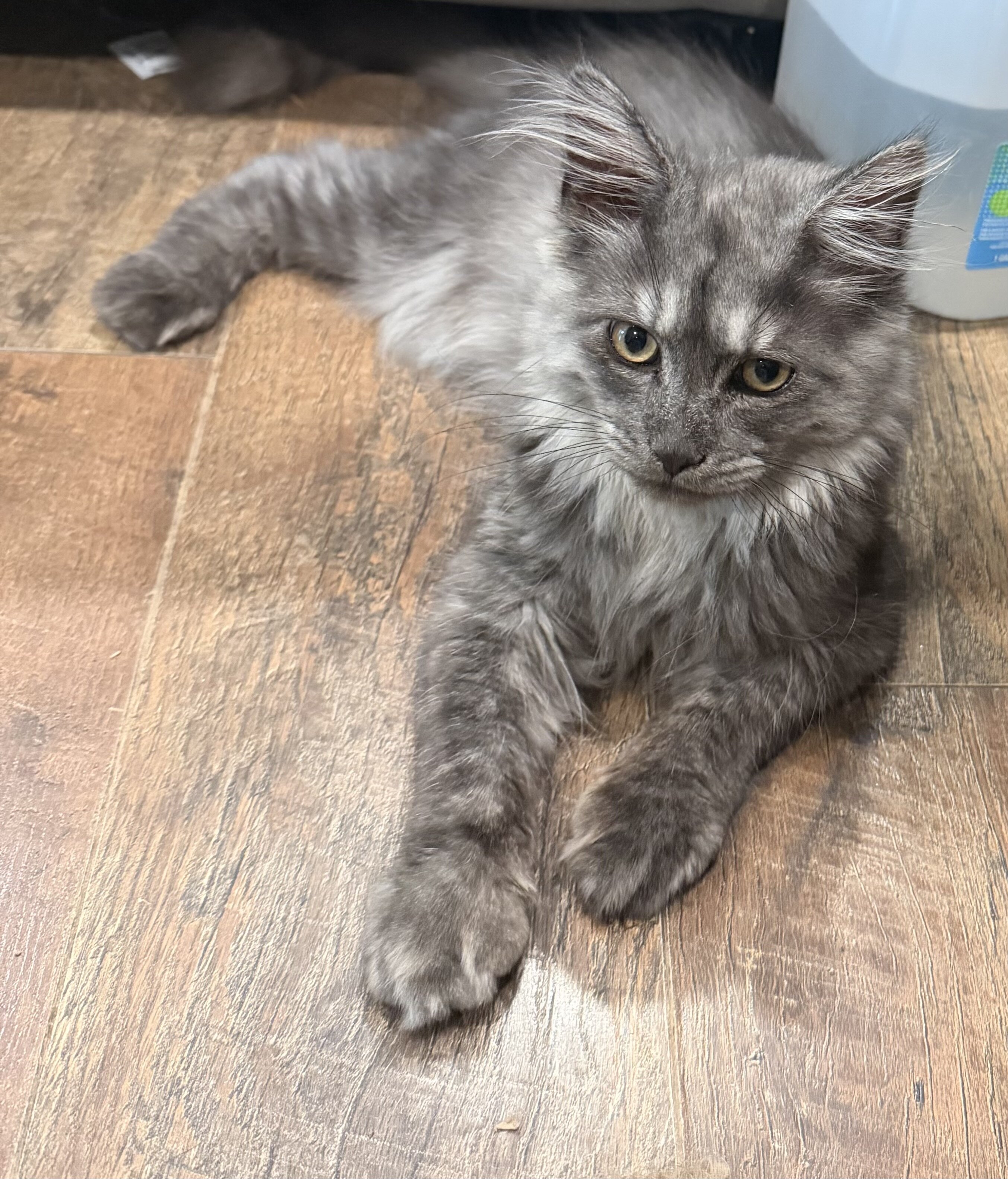 Mainecoon Kitten image 1