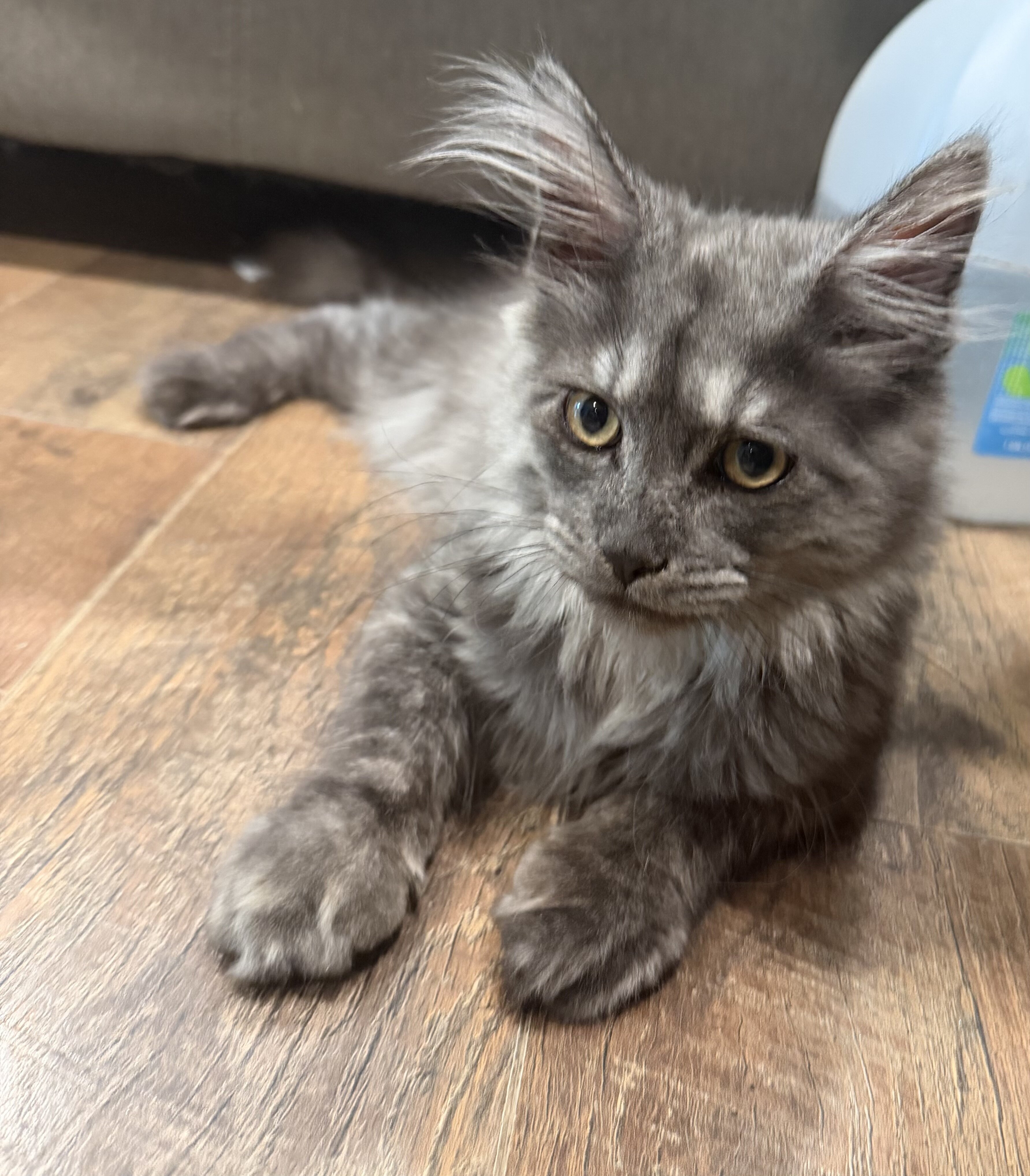 Mainecoon Kitten image 2