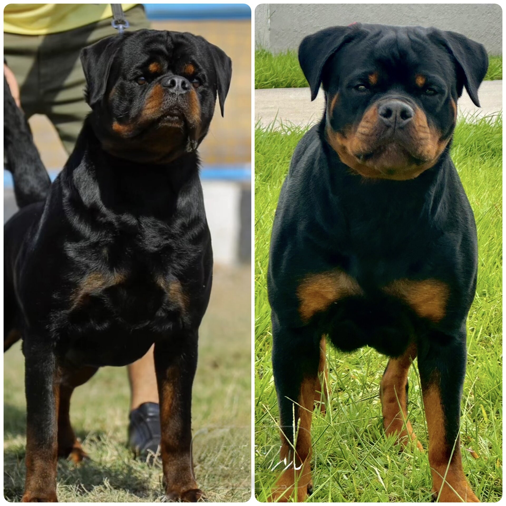 Rottweiler image 7
