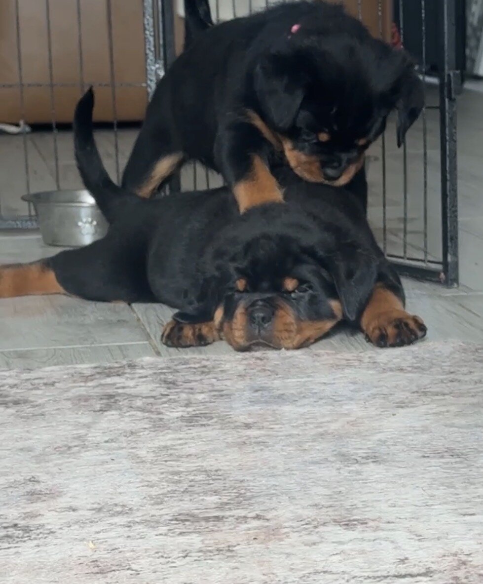 Rottweiler image 6