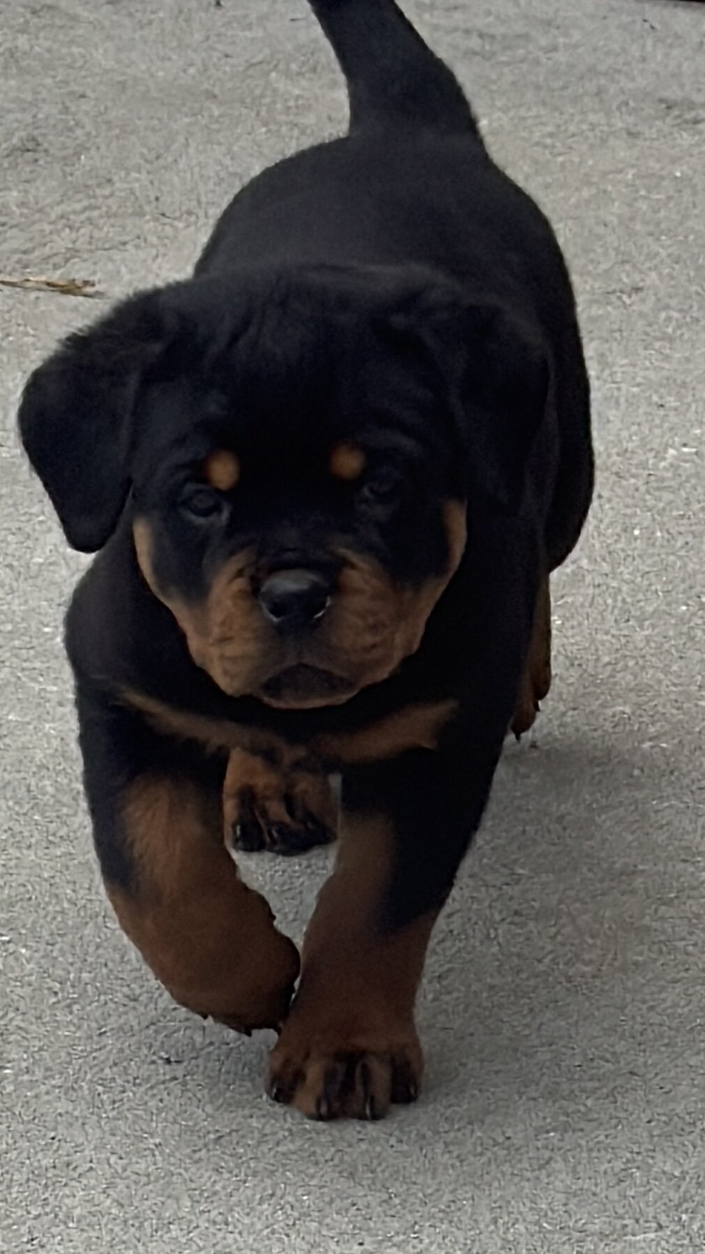 Rottweiler image 5