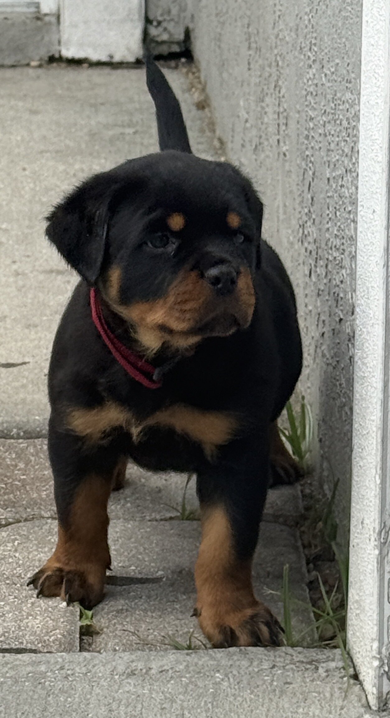 Rottweiler image 3
