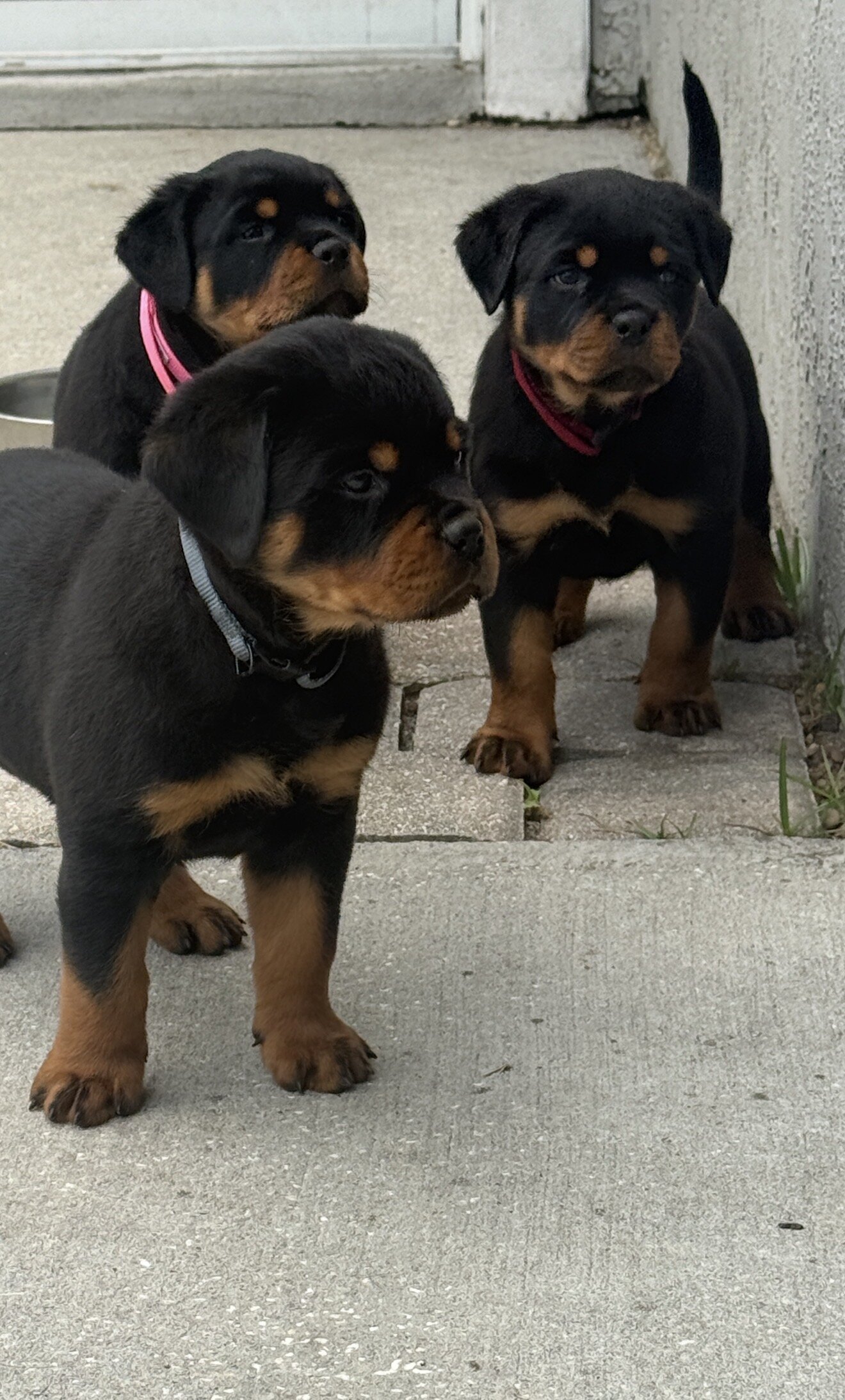 Rottweiler image 4