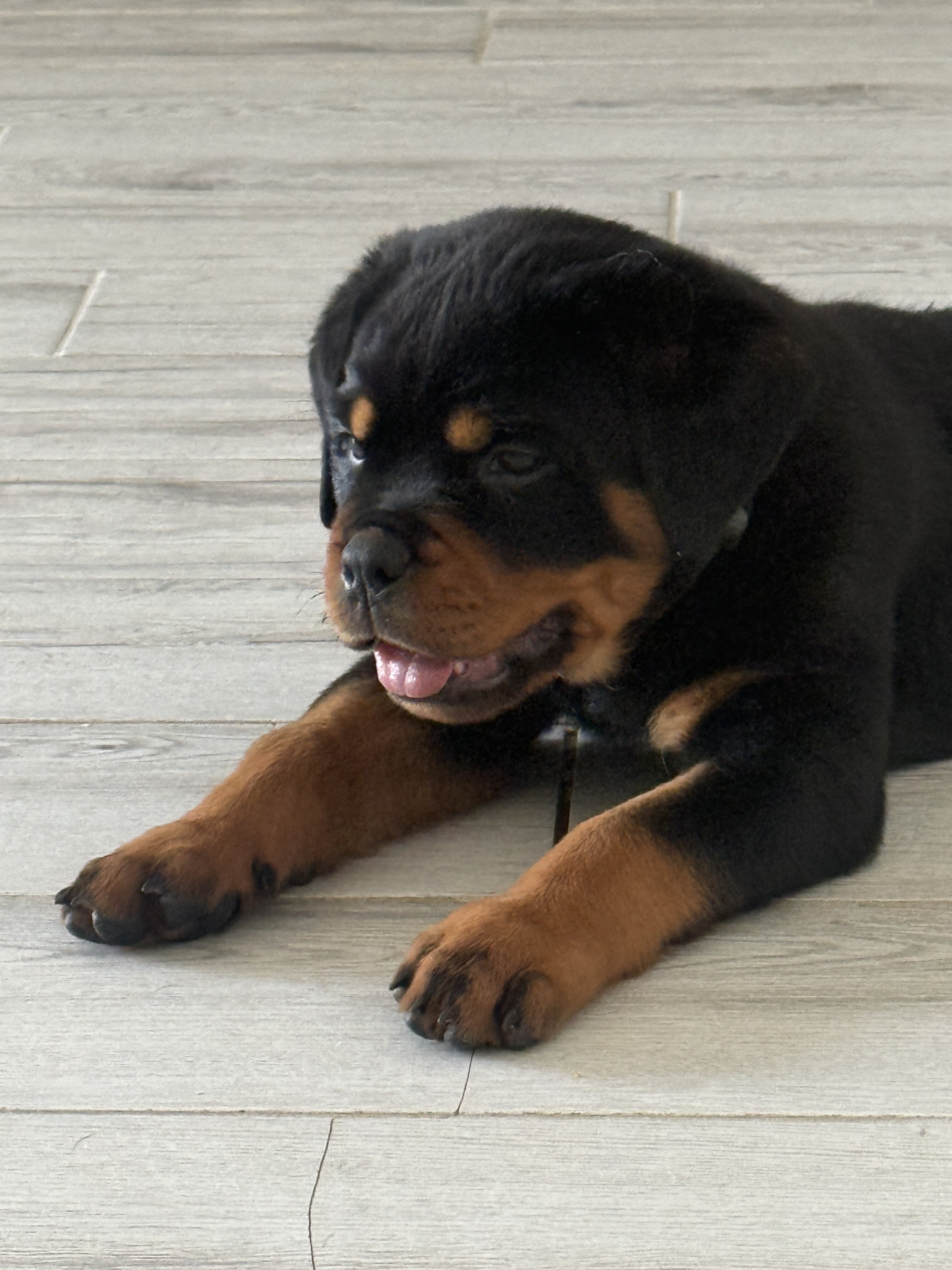 Rottweiler image 2