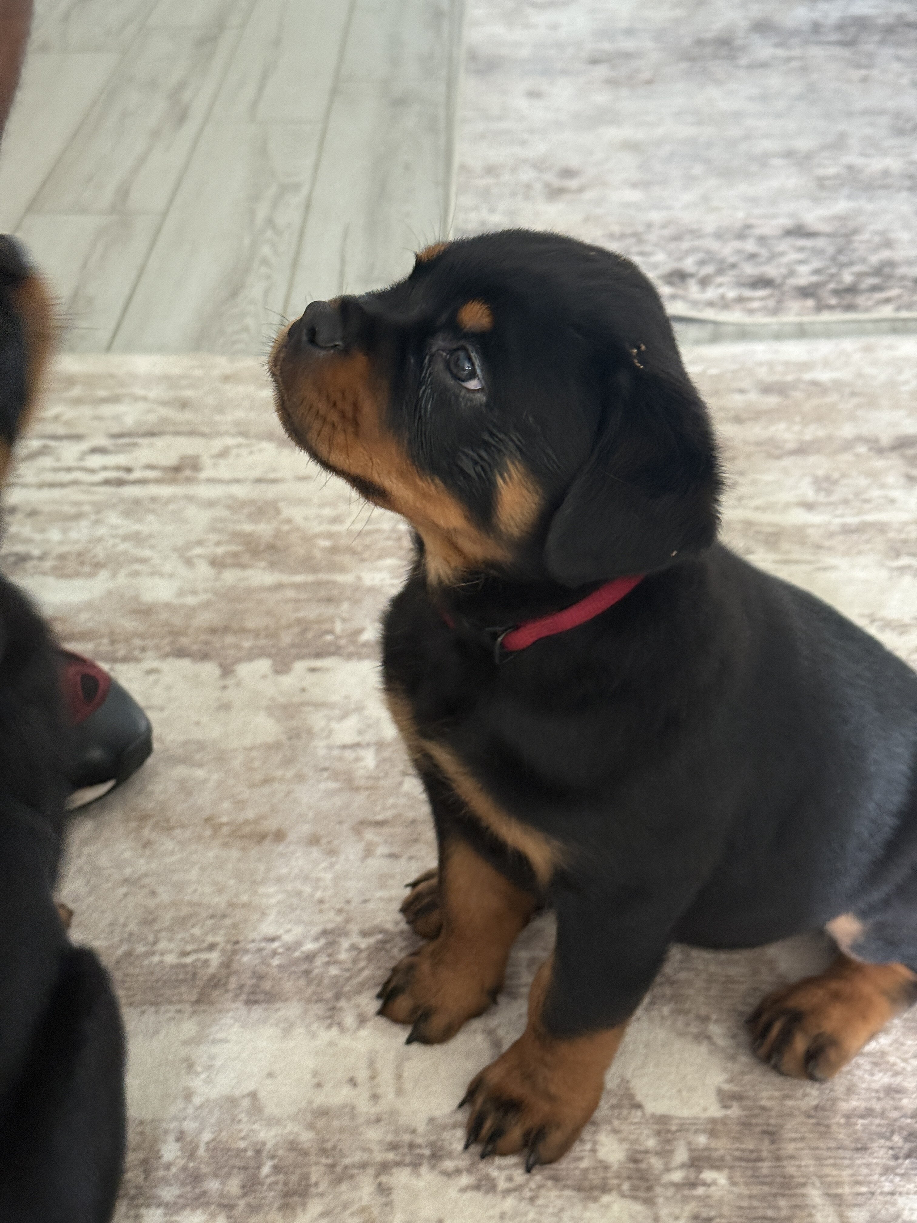 Rottweiler image 1